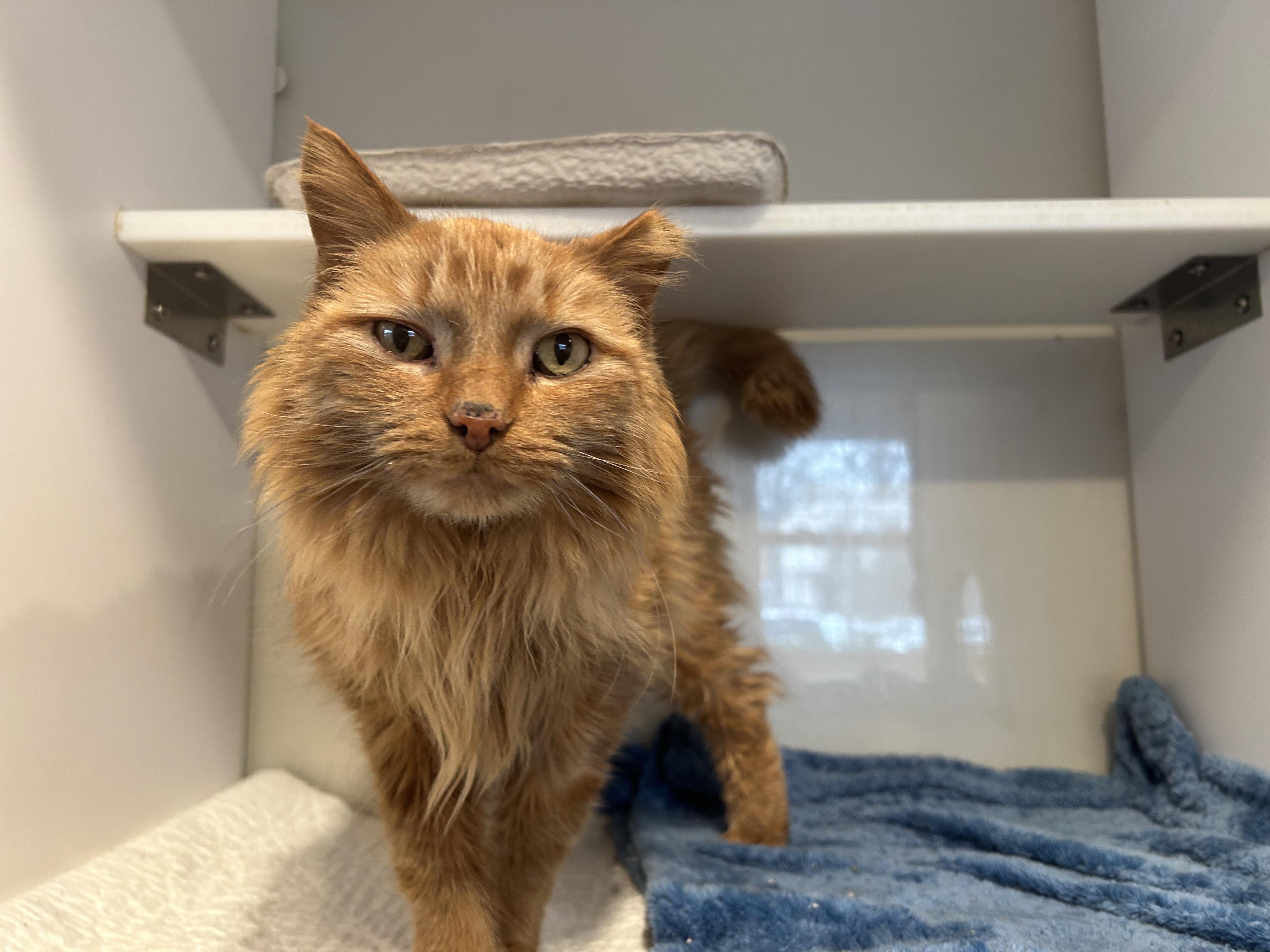 Enlarge YUMA, an adopted Domestic Medium Hair in Grand Rapids, MI image 4/6