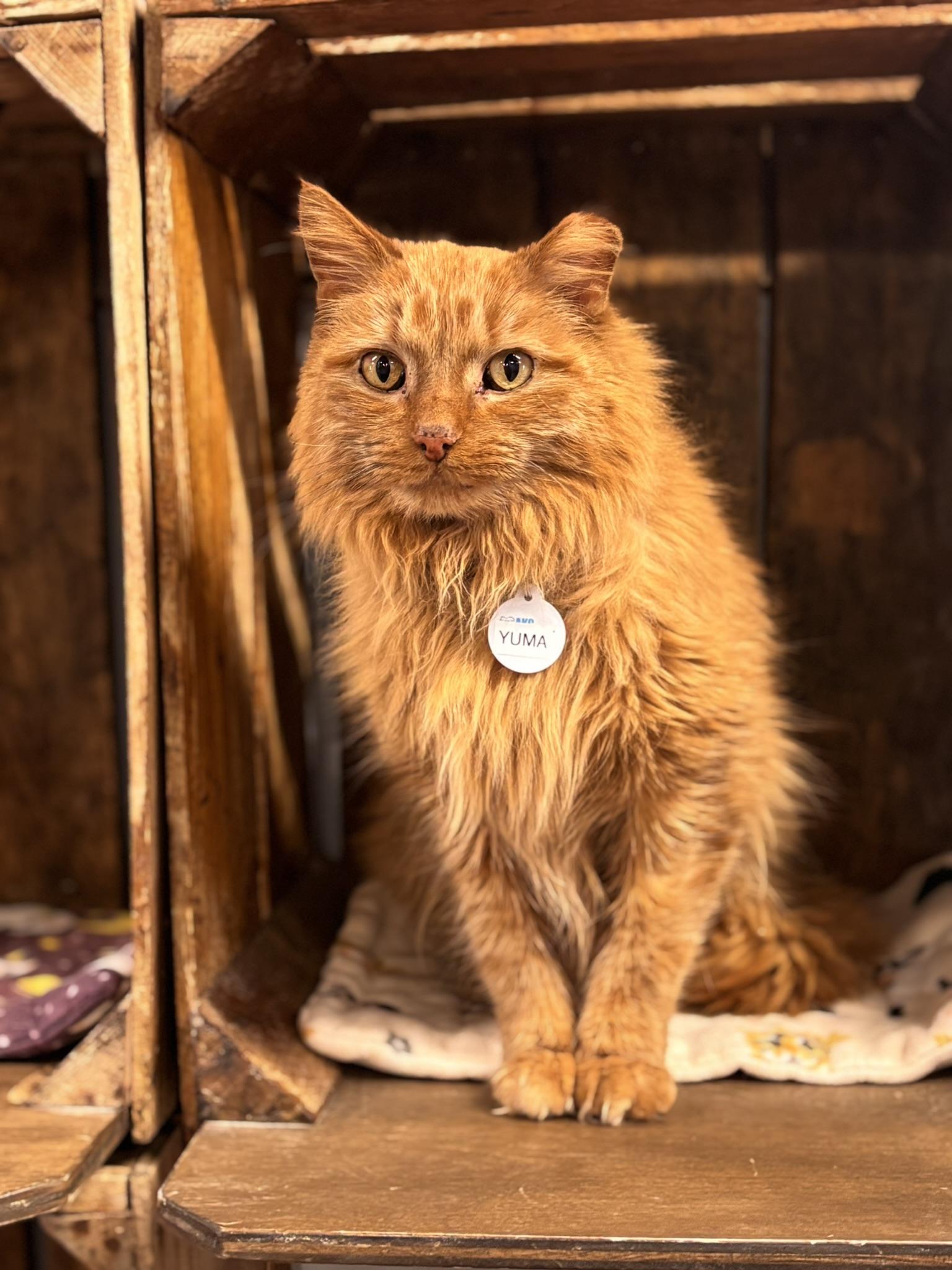 Enlarge YUMA, an adopted Domestic Medium Hair in Grand Rapids, MI image 2/6