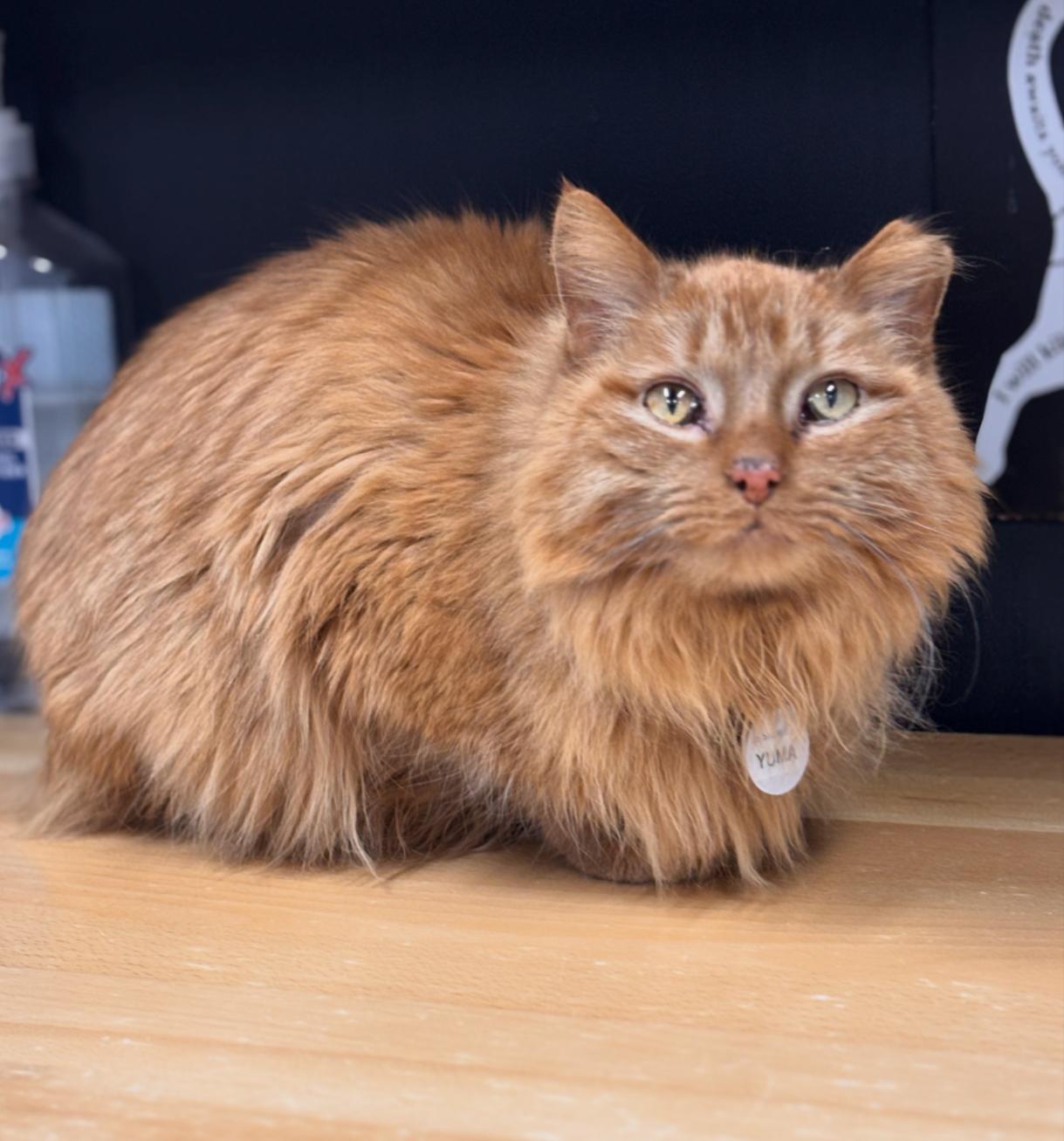 YUMA, adopted, Adult Male Domestic Medium Hair.