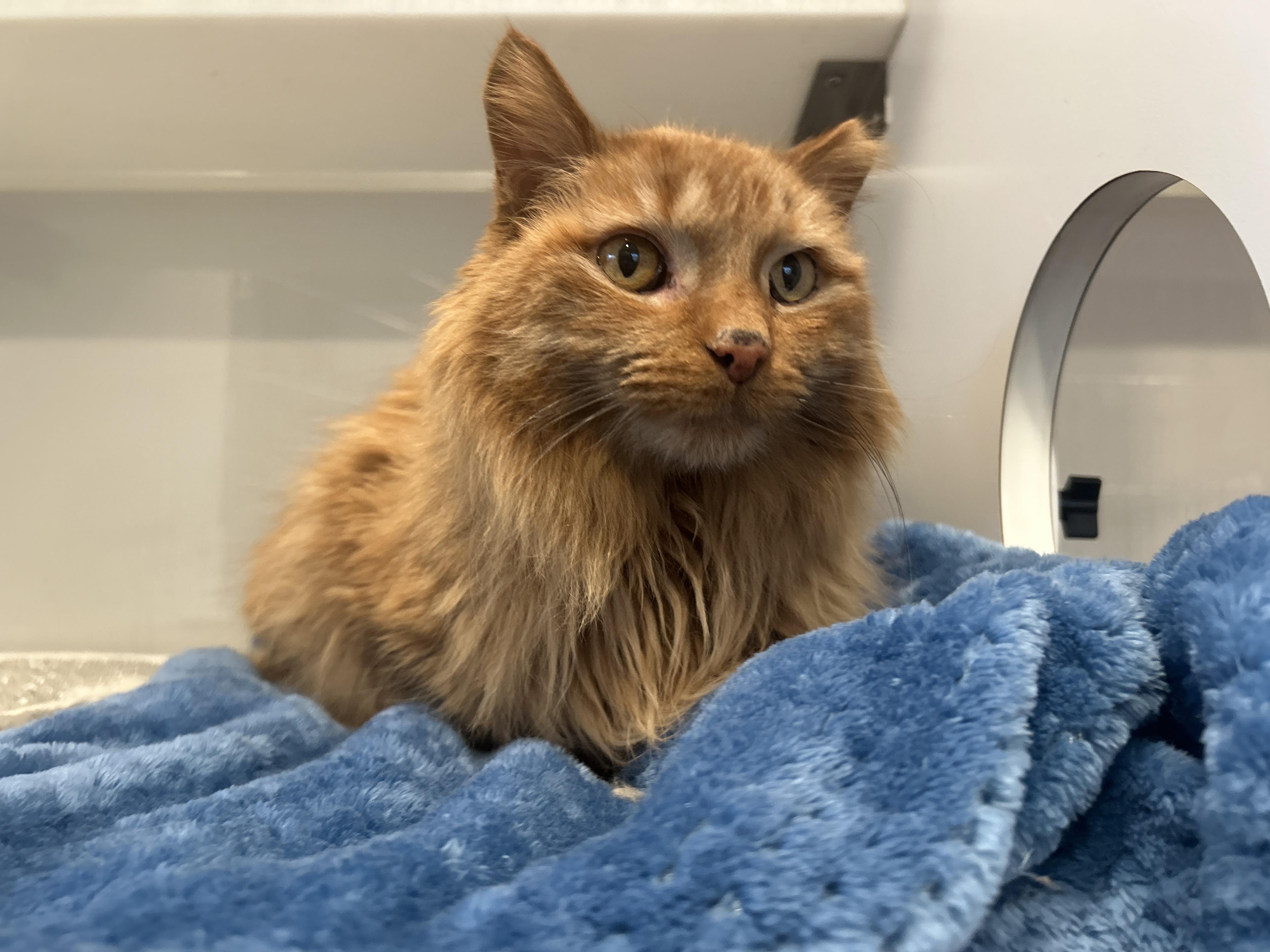 Enlarge YUMA, an adopted Domestic Medium Hair in Grand Rapids, MI image 5/6