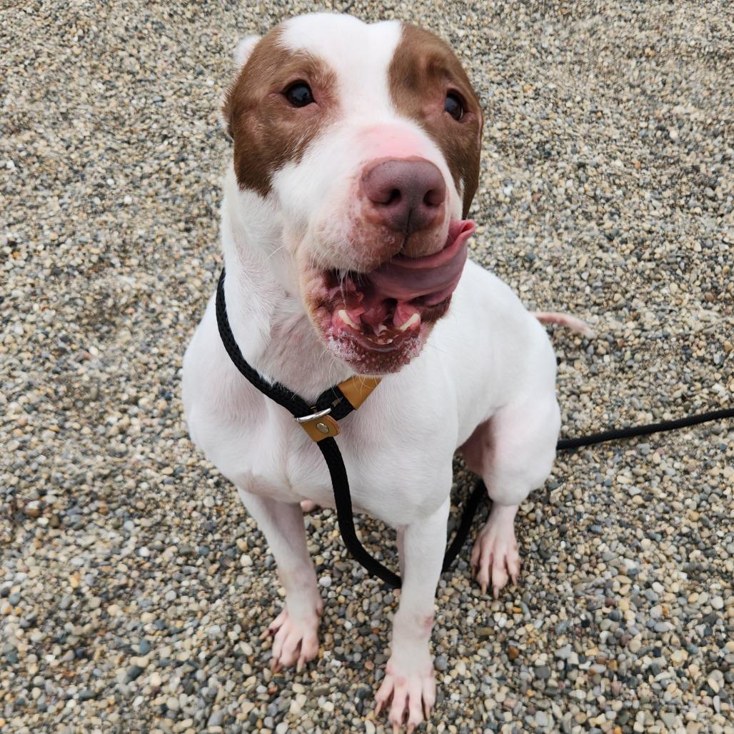 Enlarge Anakin, a Adoptable Pit Bull Terrier in Fort Wayne, IN image 1/6