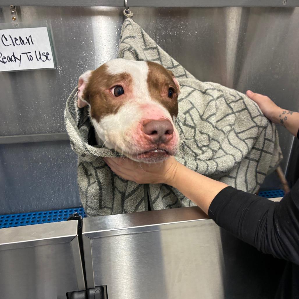 Enlarge Anakin, a Adoptable Pit Bull Terrier in Fort Wayne, IN image 2/6