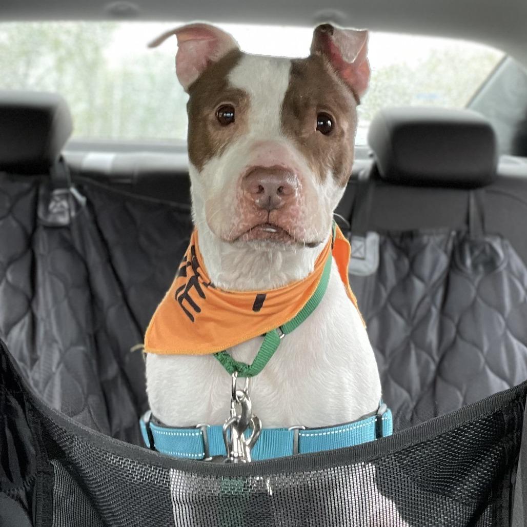 Enlarge Anakin, a Adoptable Pit Bull Terrier in Fort Wayne, IN image 3/6