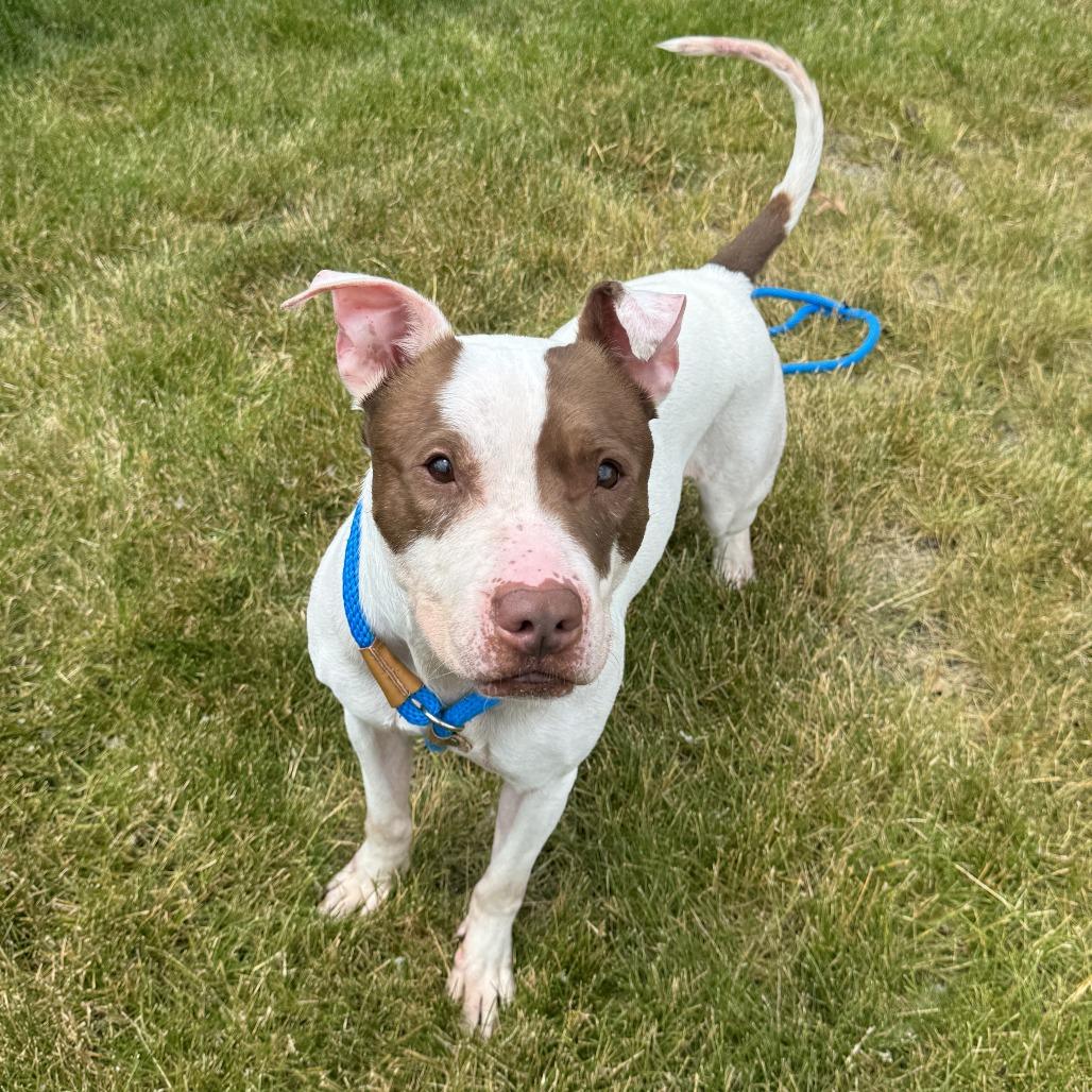 Enlarge Anakin, a Adoptable Pit Bull Terrier in Fort Wayne, IN image 3/6