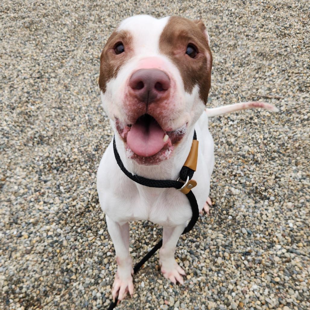 Enlarge Anakin, a Adoptable Pit Bull Terrier in Fort Wayne, IN image 4/6