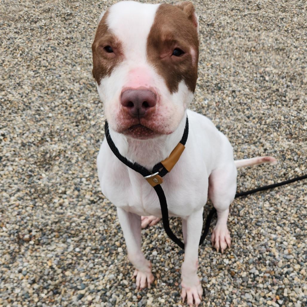 Enlarge Anakin, a Adoptable Pit Bull Terrier in Fort Wayne, IN image 5/6