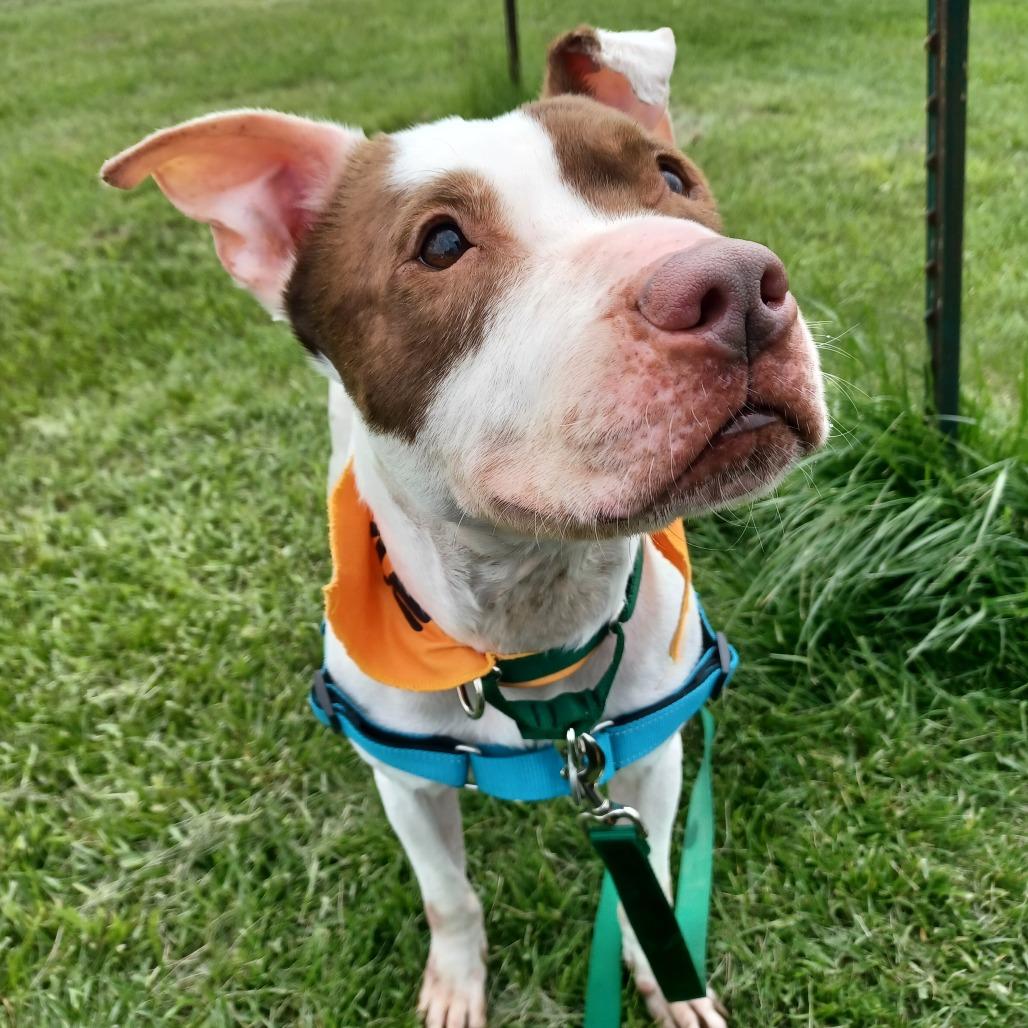 Enlarge Anakin, a Adoptable Pit Bull Terrier in Fort Wayne, IN image 6/6