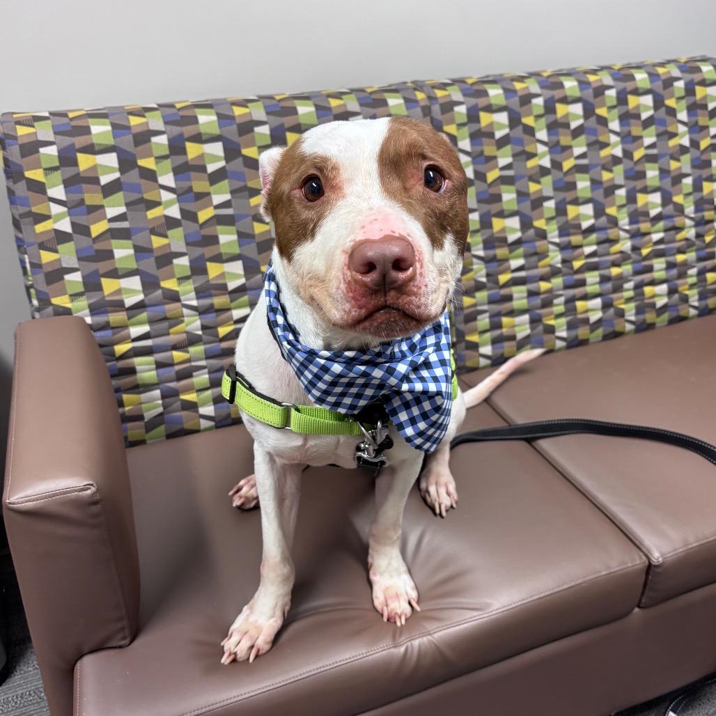 Enlarge Anakin, a Adoptable Pit Bull Terrier in Fort Wayne, IN image 6/6