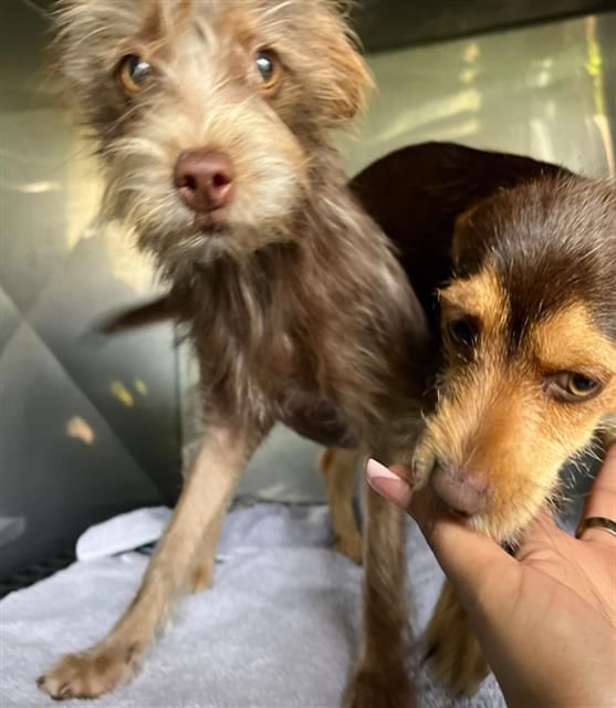 Enlarge STACEY, a Adoptable Terrier in Fort Myers, FL image 1/1