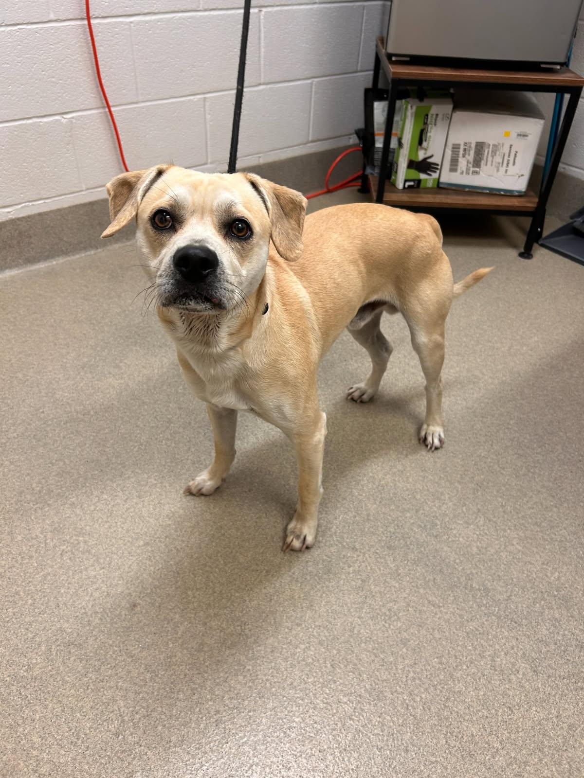 Enlarge Mario, a Adoptable mixed breed in Mount Vernon, OH image 2/2
