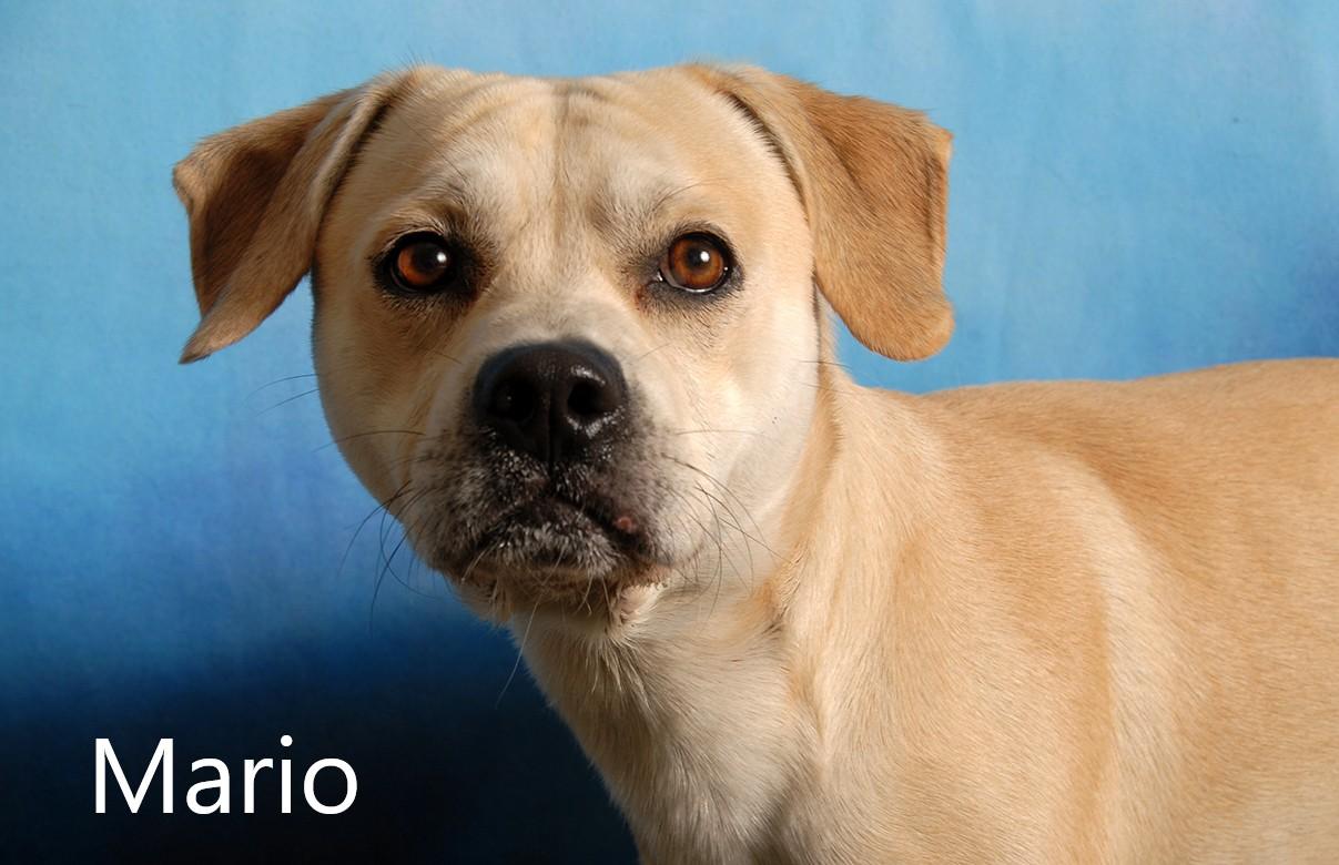 Enlarge Mario, a Adoptable mixed breed in Mount Vernon, OH image 1/2
