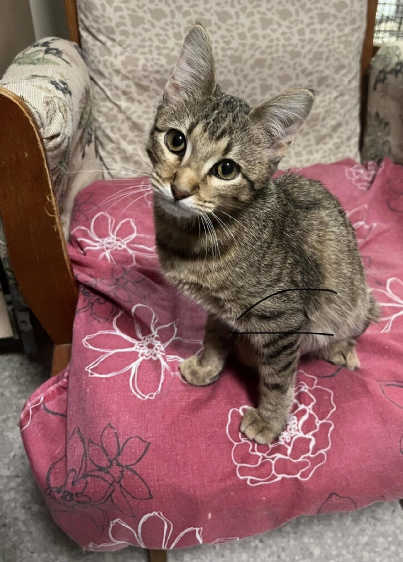 Ginger, Adoptable, Kitten Female Domestic Short Hair.