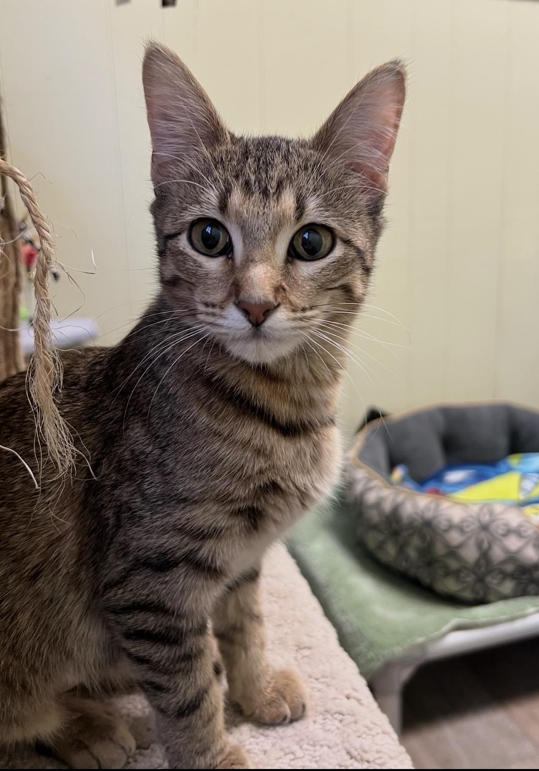 Enlarge Ginger, a Adoptable Domestic Short Hair in Independence, MO image 2/2