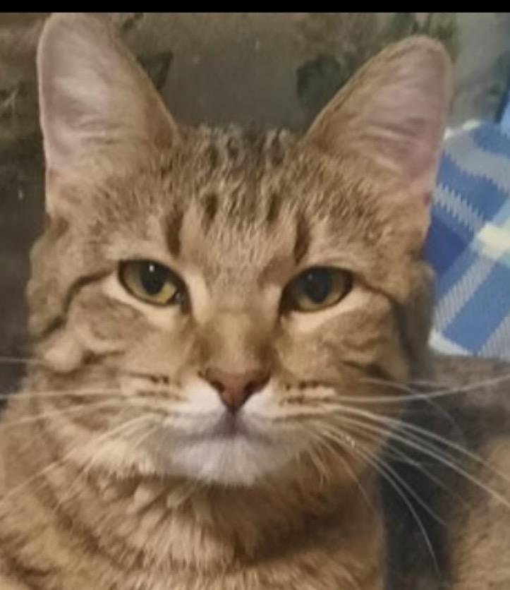 Enlarge Ginger, a Adoptable Domestic Short Hair in Independence, MO image 1/3