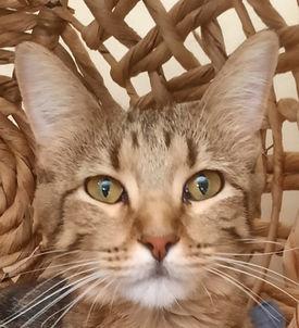 Enlarge Ginger, a Adoptable Domestic Short Hair in Independence, MO image 1/4