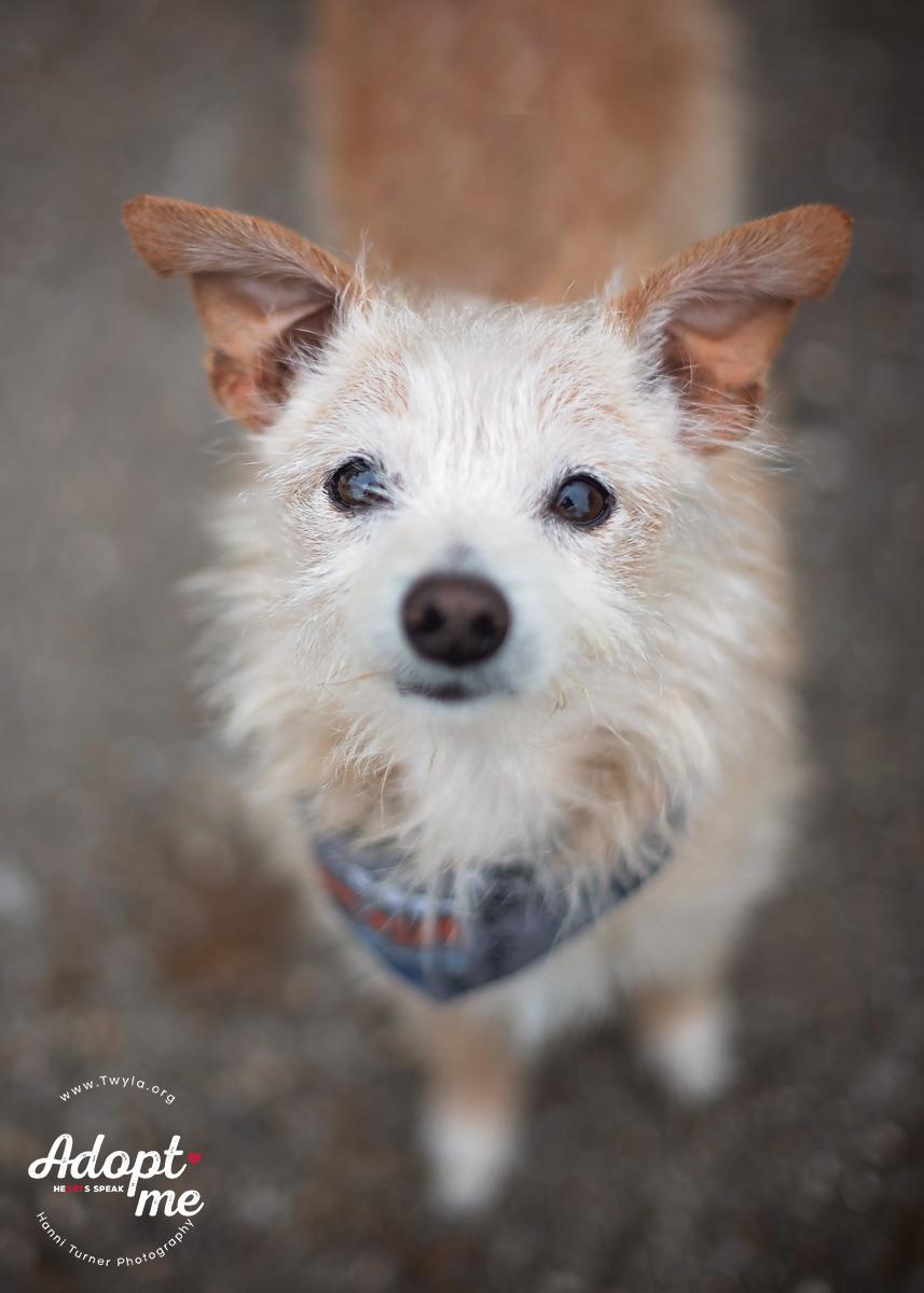 Enlarge Mr.Buttons, an adopted mixed breed in Kingwood, TX image 4/6