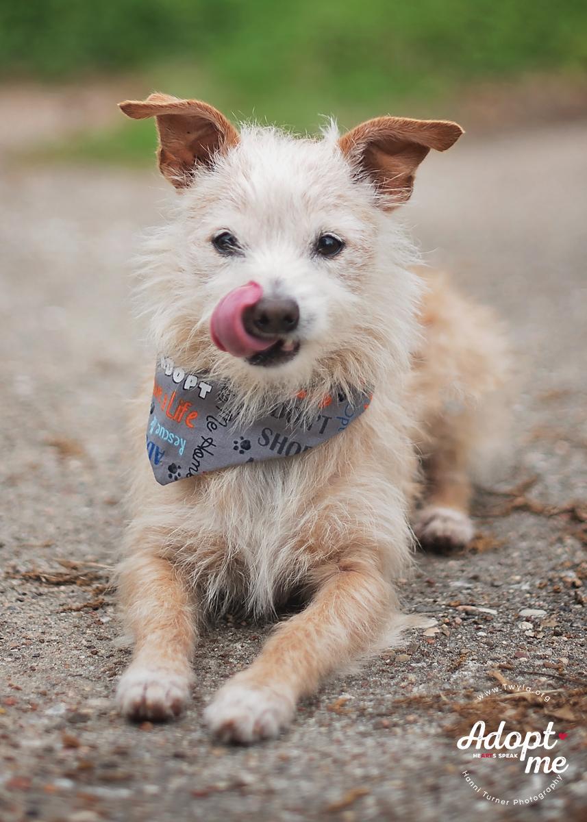 Enlarge Mr.Buttons, an adopted mixed breed in Kingwood, TX image 5/6