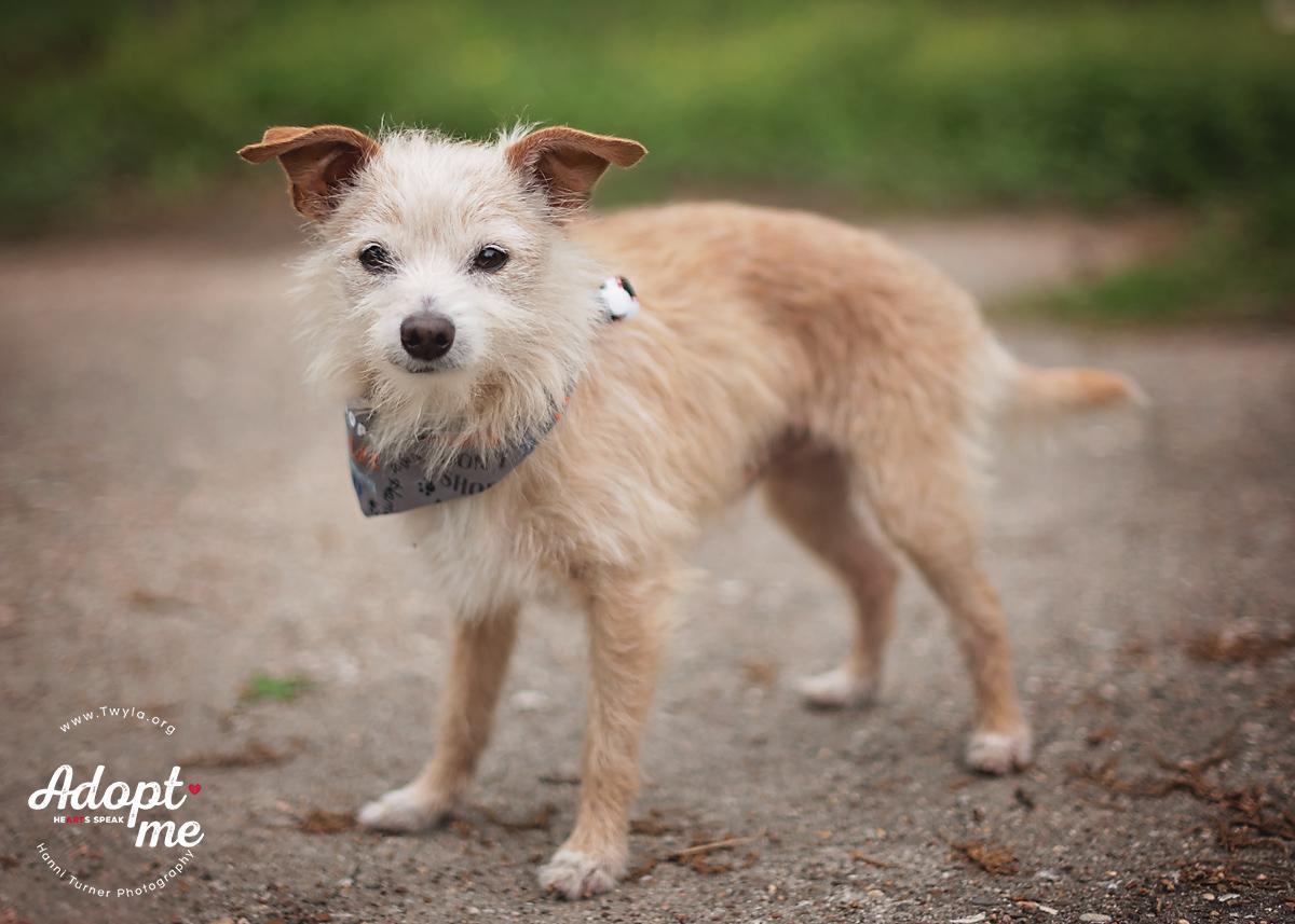 Enlarge Mr.Buttons, an adopted mixed breed in Kingwood, TX image 6/6