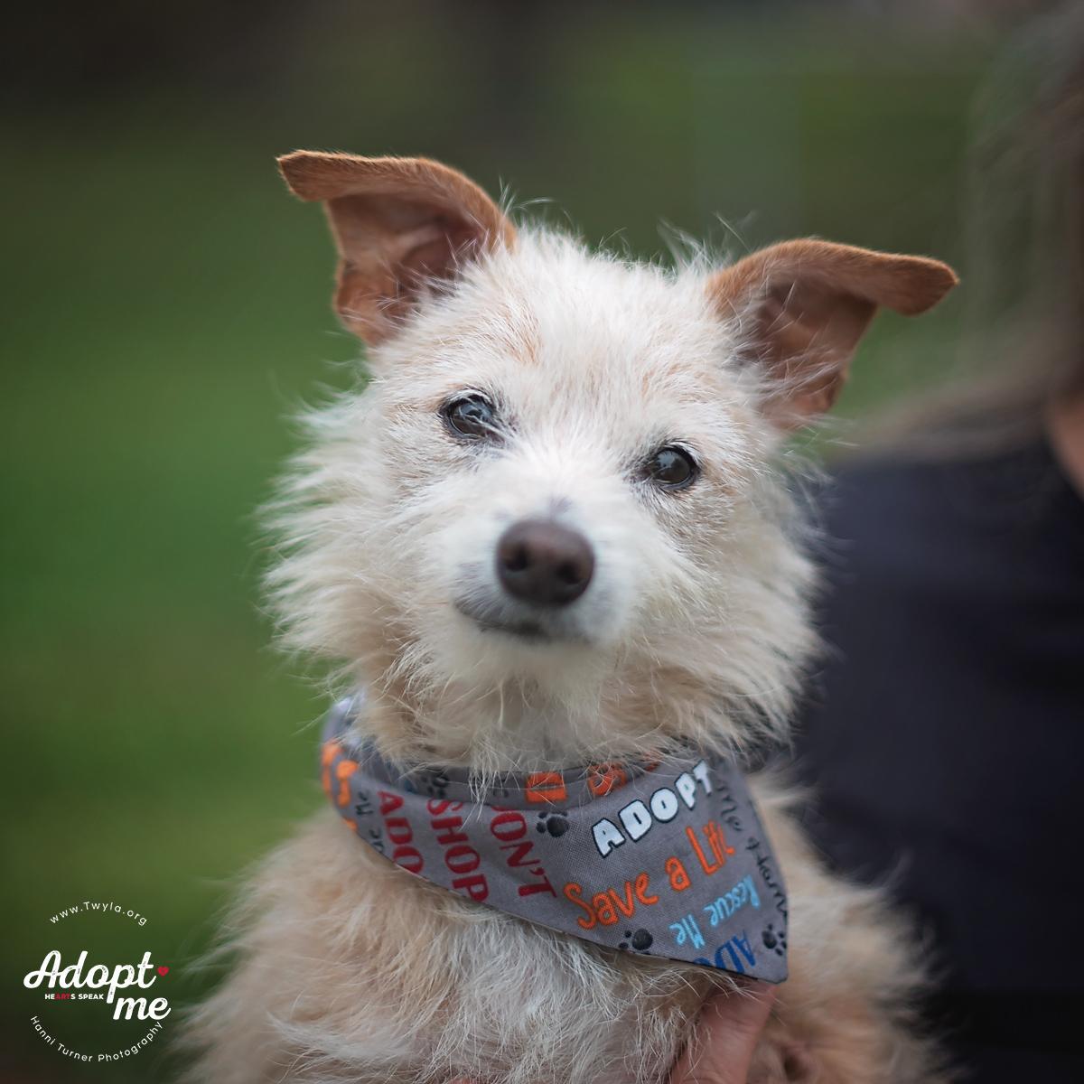 Enlarge Mr.Buttons, an adopted mixed breed in Kingwood, TX image 1/6