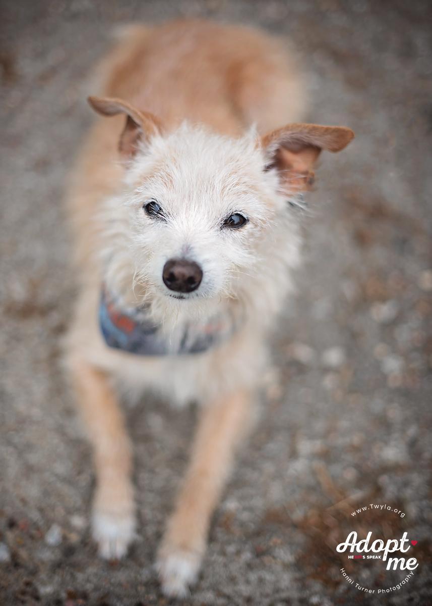 Enlarge Mr.Buttons, an adopted mixed breed in Kingwood, TX image 2/6