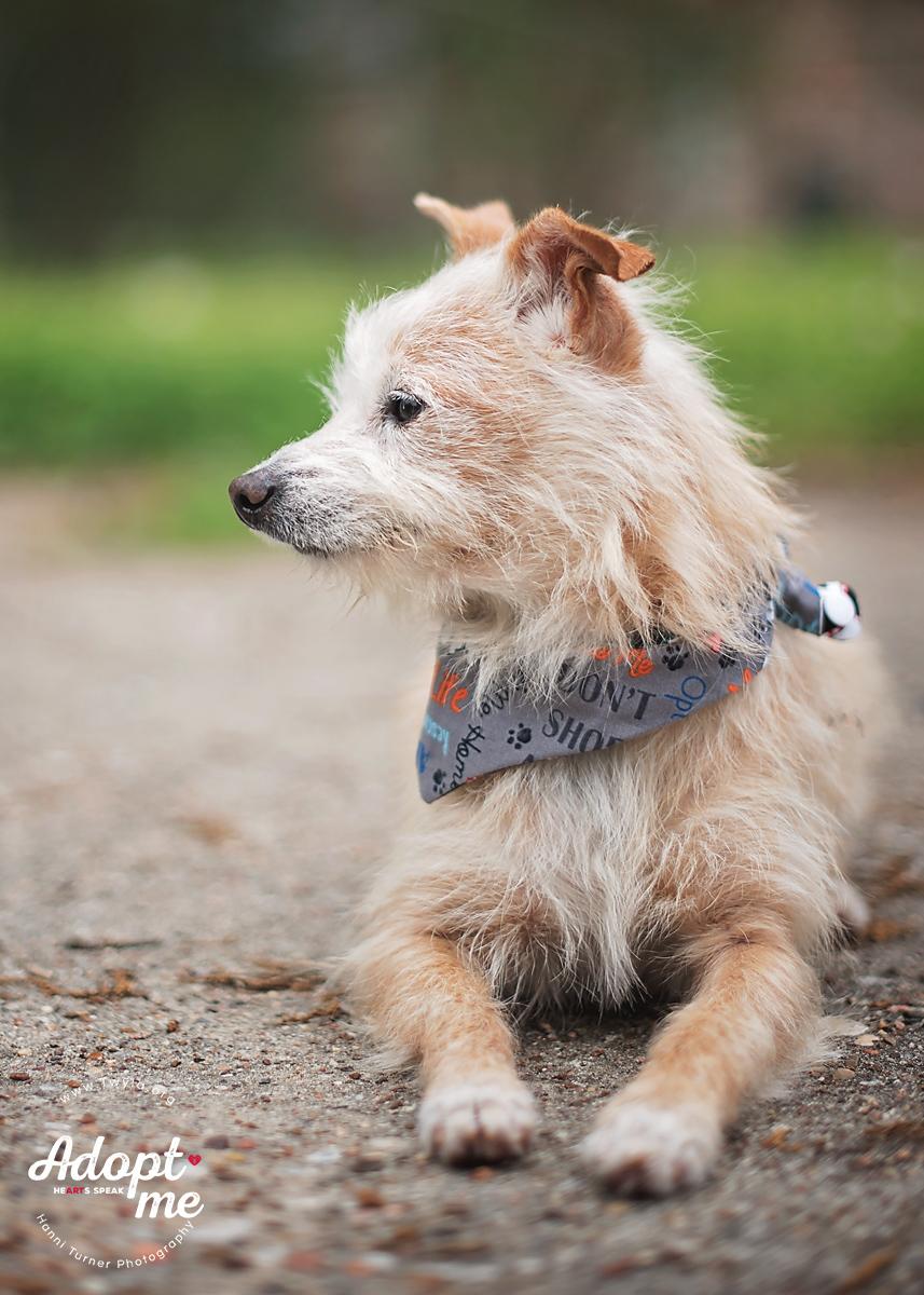 Enlarge Mr.Buttons, an adopted mixed breed in Kingwood, TX image 3/6