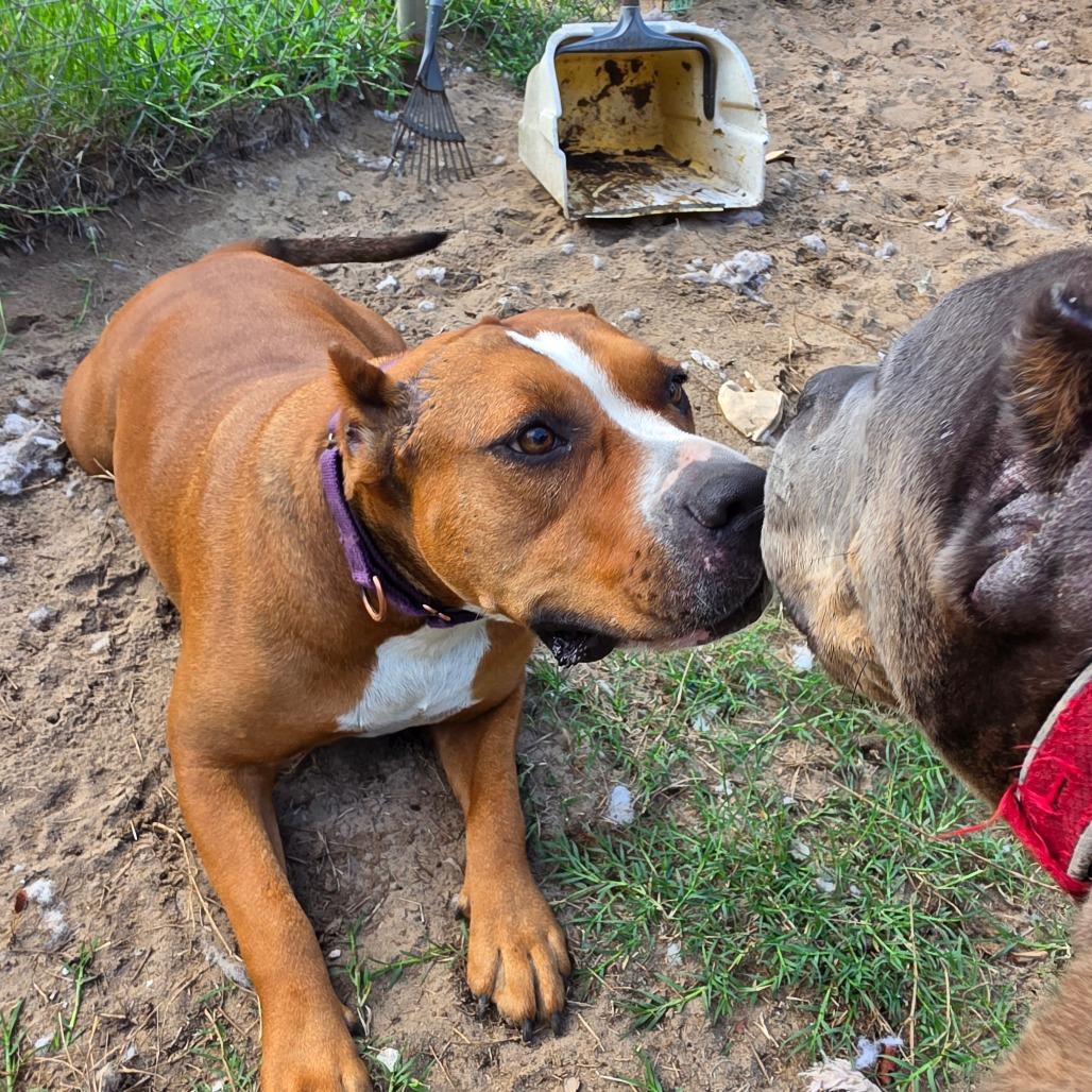 Boss, a Adoptable American Staffordshire Terrier in Melrose, FL image 1/6