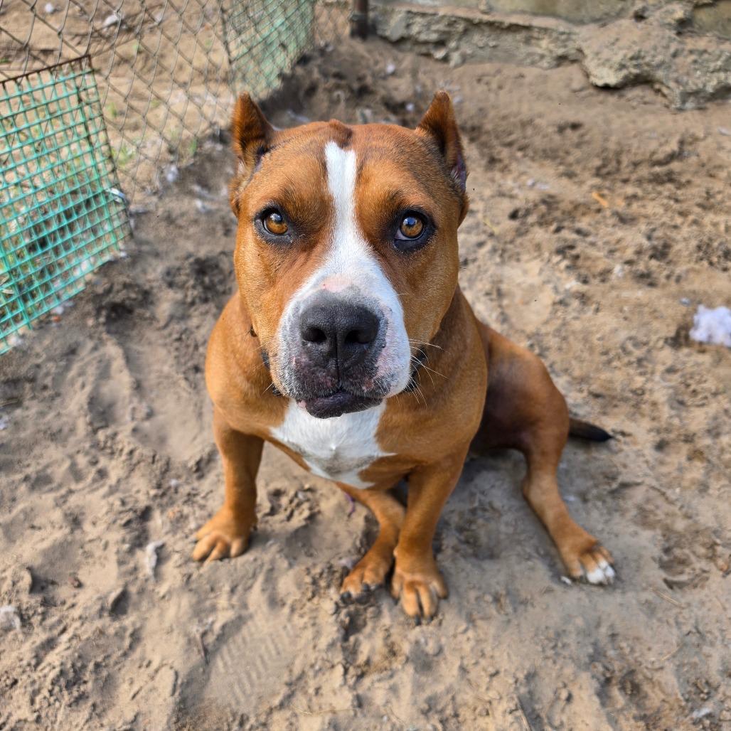 Boss, a Adoptable American Staffordshire Terrier in Melrose, FL image 3/6