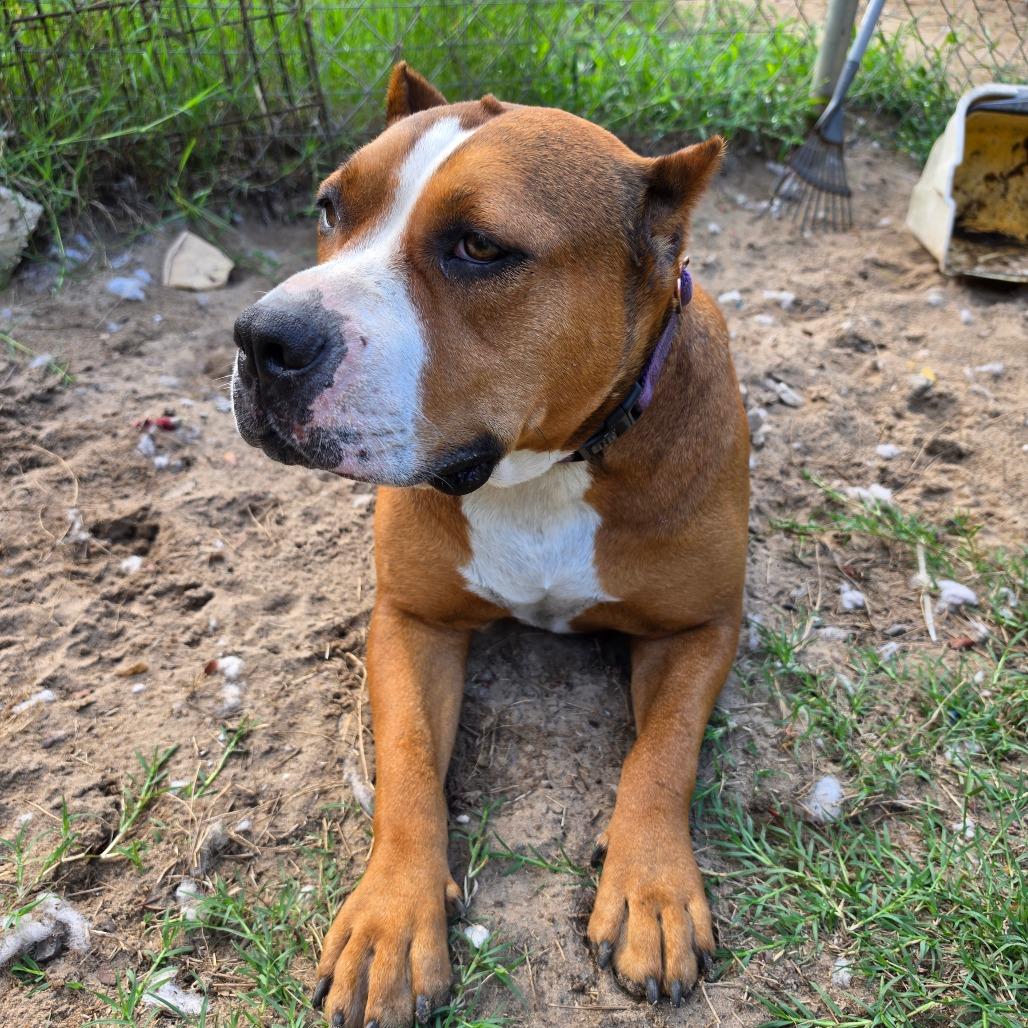 Boss, a Adoptable American Staffordshire Terrier in Melrose, FL image 5/6