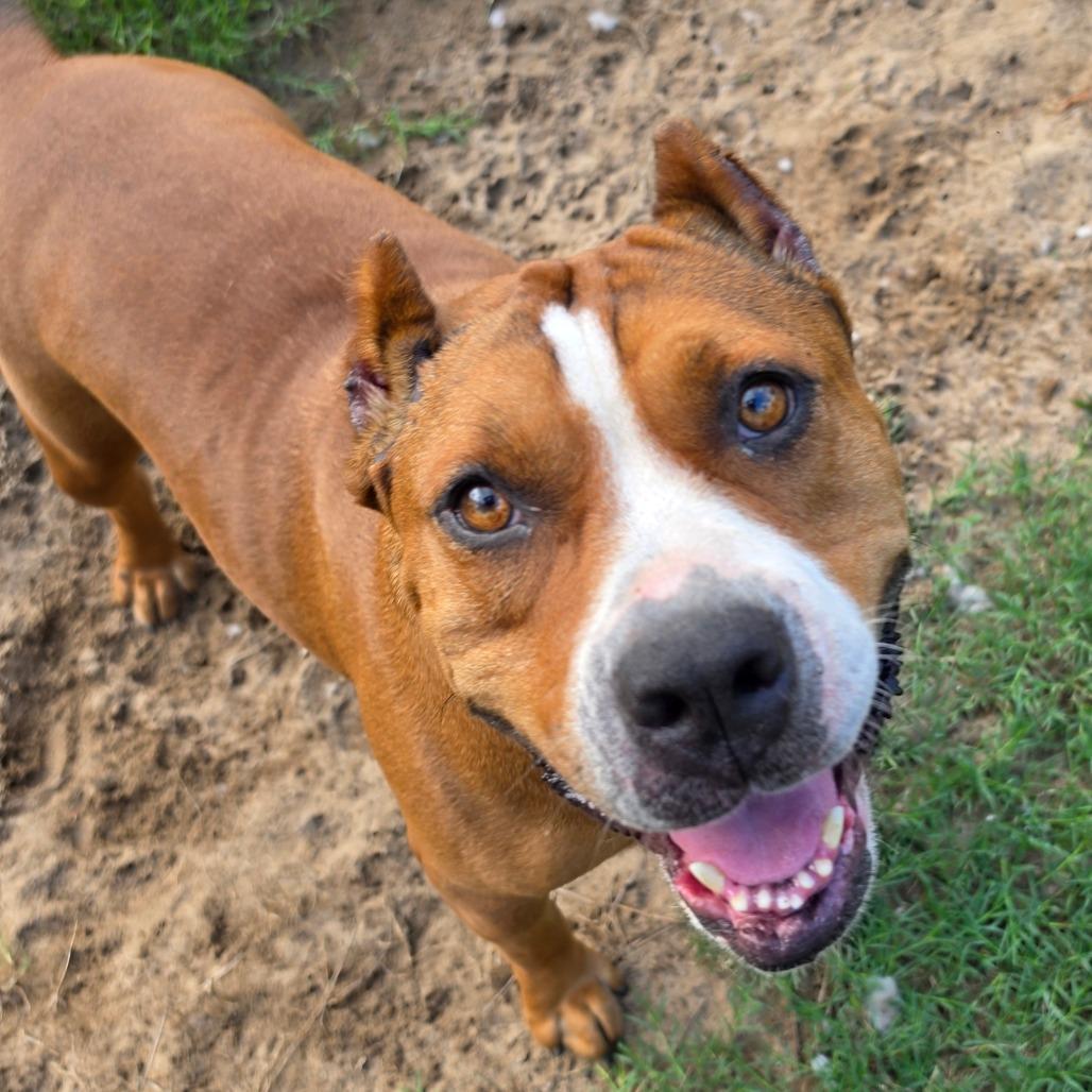 Boss, a Adoptable American Staffordshire Terrier in Melrose, FL image 6/6