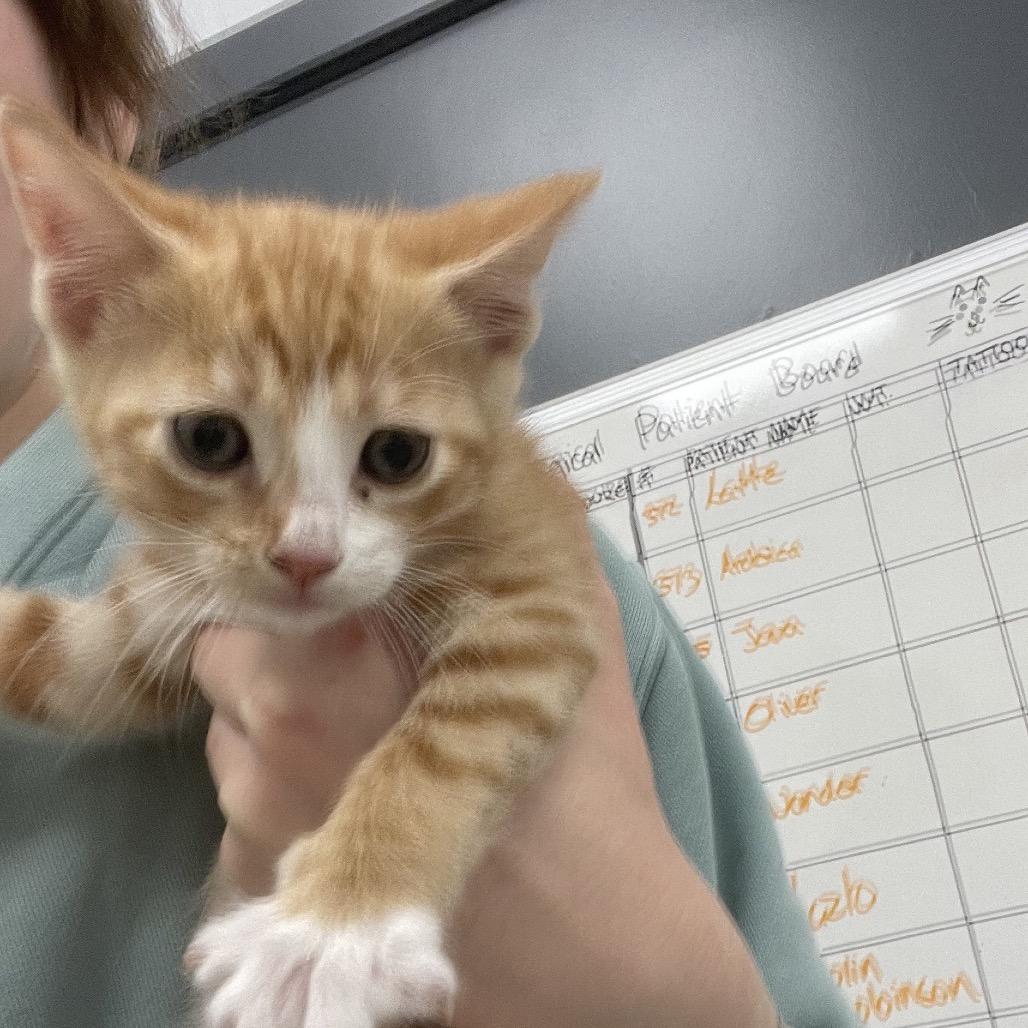 Portia, Adoptable, Kitten Female Domestic Short Hair.