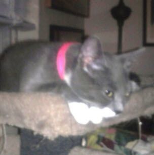 Enlarge Pearl, a Adoptable Domestic Short Hair in South River, NJ image 1/1