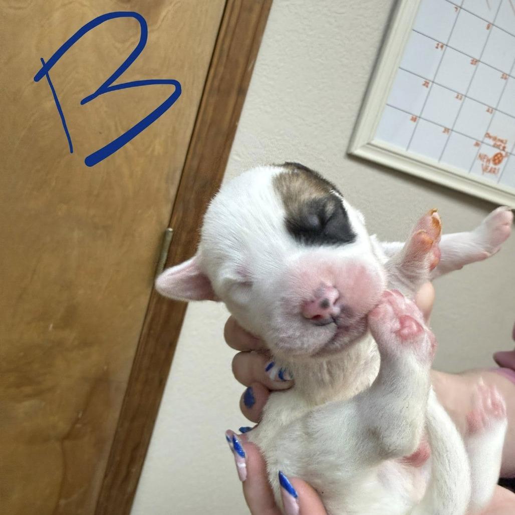 Enlarge puppy1_2, a Adoptable mixed breed in Collinsville , OK image 1/6
