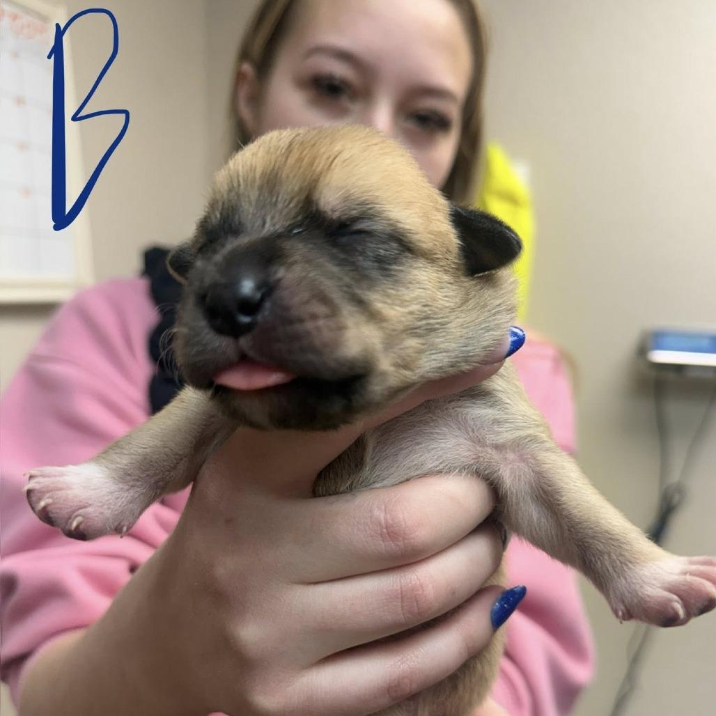 Enlarge puppy1_2, a Adoptable mixed breed in Collinsville , OK image 2/6