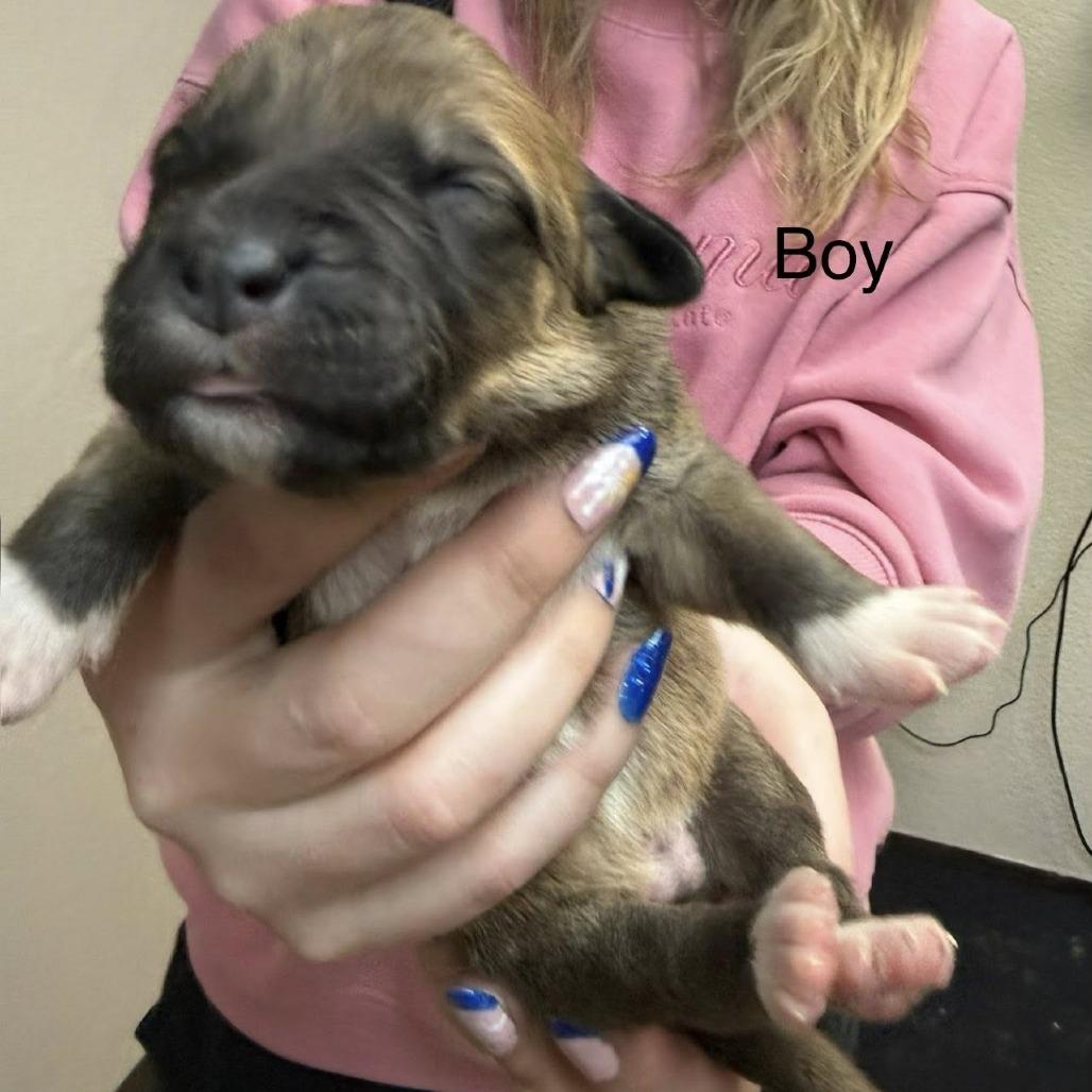 Enlarge puppy1_2, a Adoptable mixed breed in Collinsville , OK image 6/6