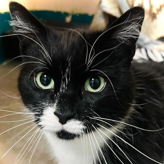 Enlarge Minnie, a Adoptable Domestic Short Hair in Owosso, MI image 2/2