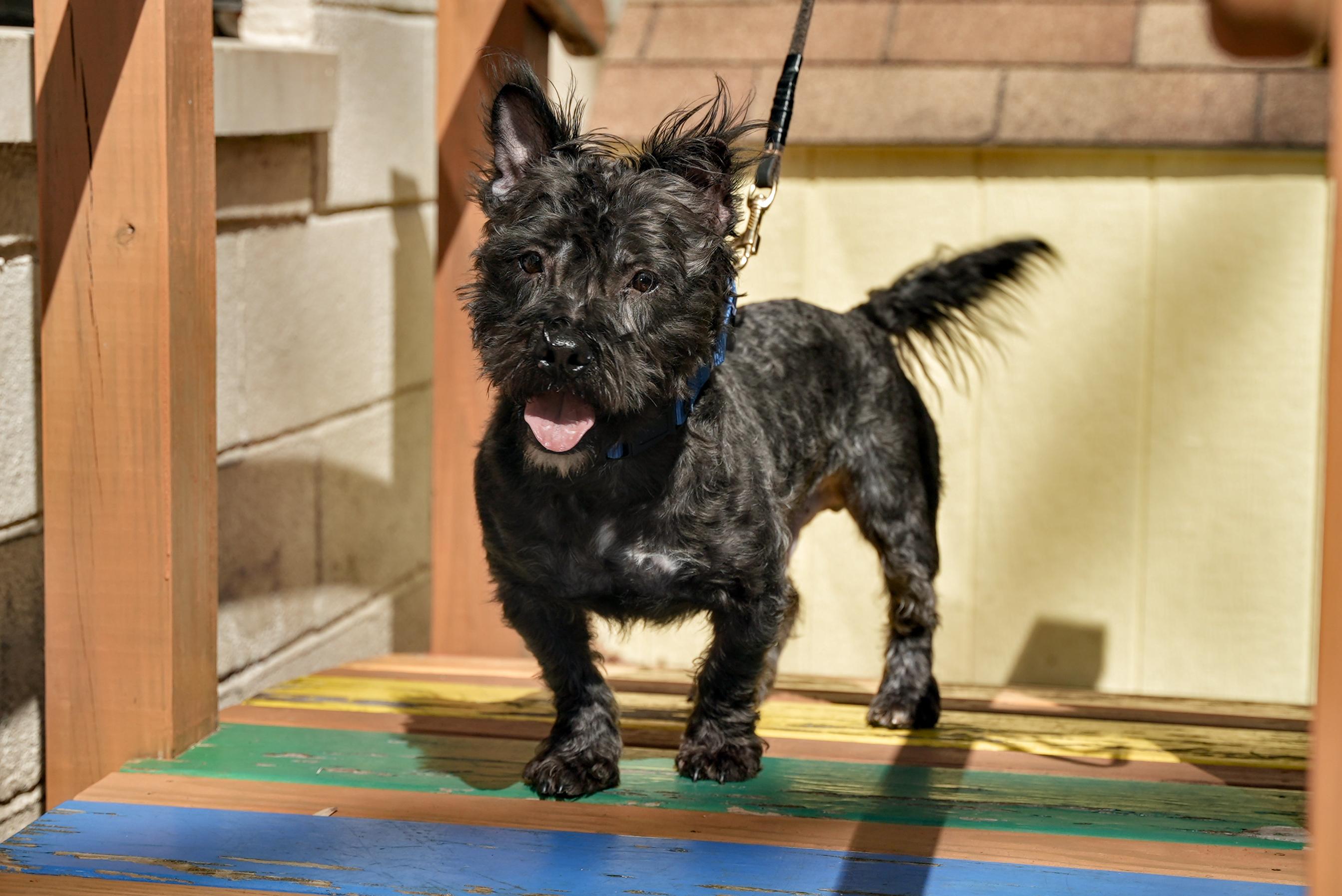 Enlarge Gorilla, an adopted mixed breed in Port Washington, NY image 1/2
