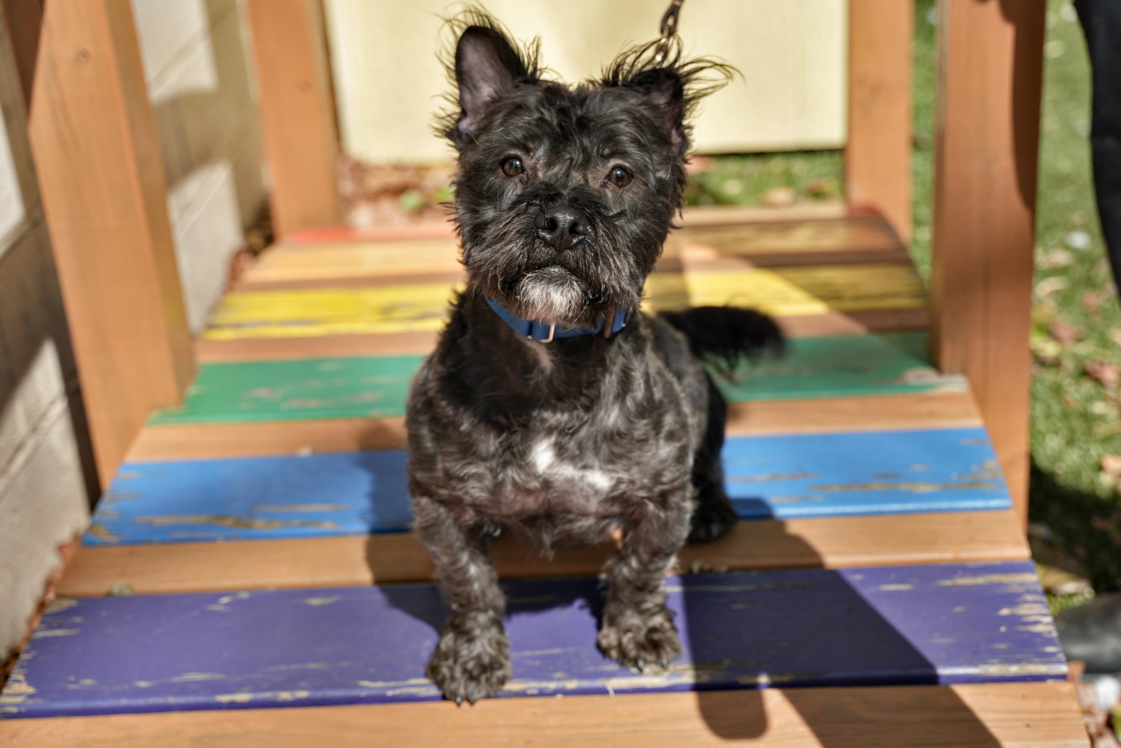 Enlarge Gorilla, an adopted mixed breed in Port Washington, NY image 2/2