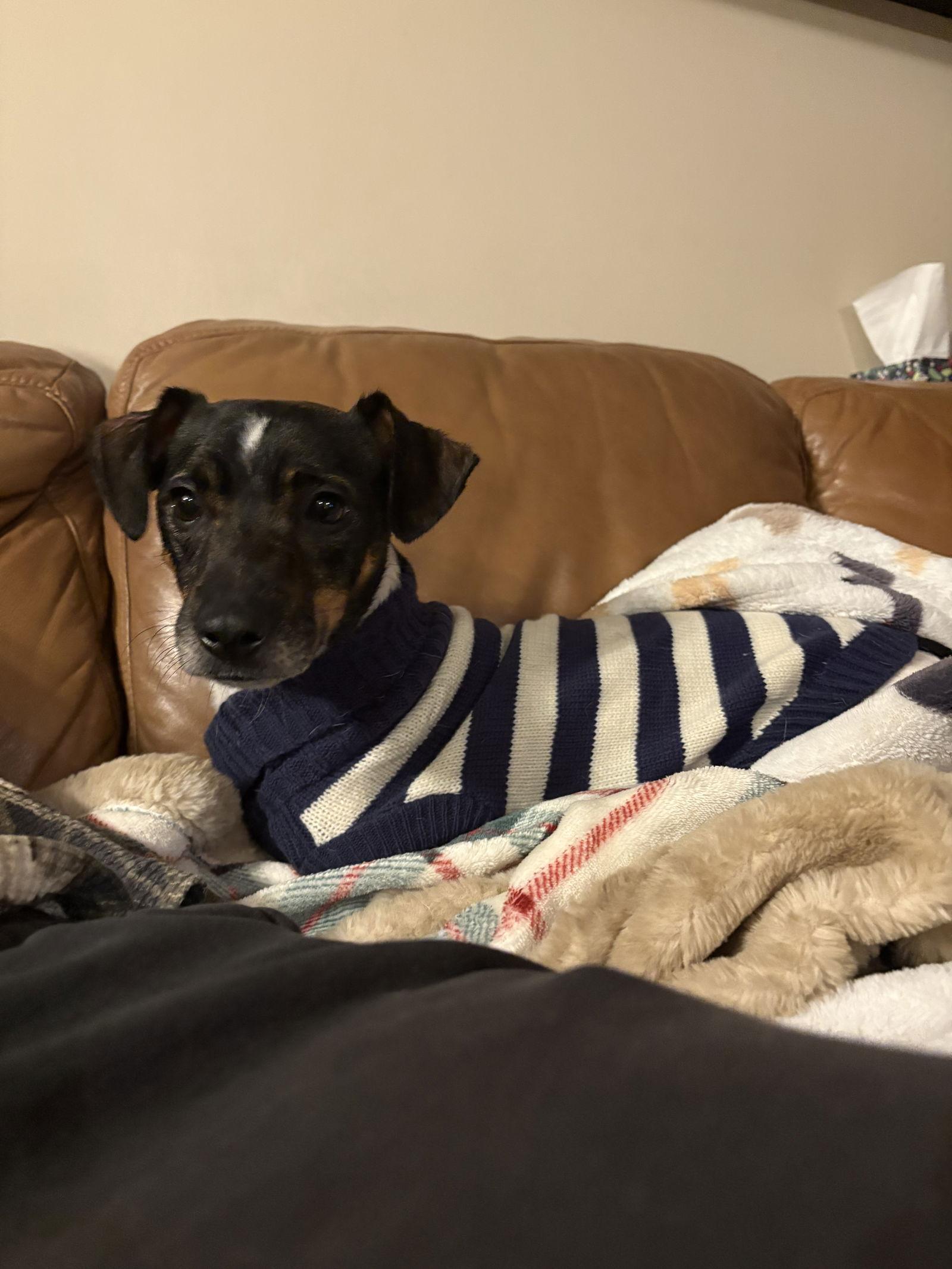 Rixby, Adoptable, Adult Male Jack Russell Terrier.