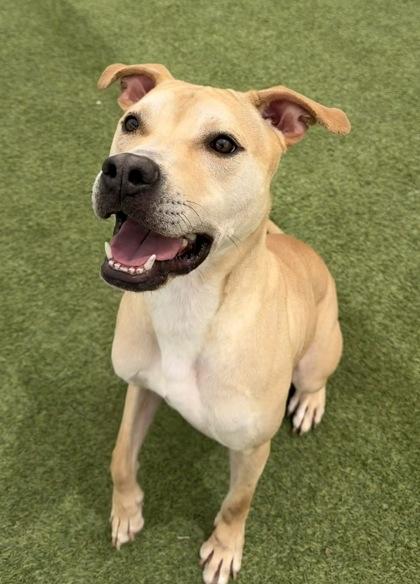 Cruise, Adoptable, Adult Male Mixed Breed & Mixed Breed.