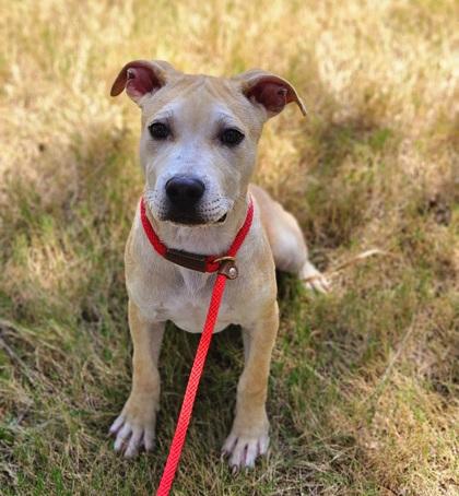 Enlarge Cruise, a Adoptable mixed breed in Fort Worth, TX image 2/3