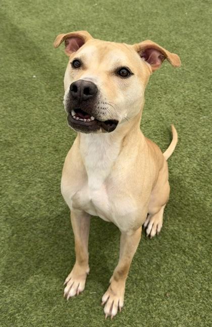 Enlarge Cruise, a Adoptable mixed breed in Fort Worth, TX image 3/3
