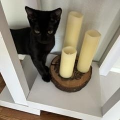 Binx, an adopted Domestic Short Hair in Denver, CO image 3/3