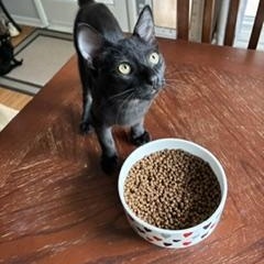 Binx, adopted, Kitten Male Domestic Short Hair.