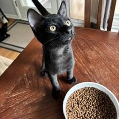Binx, an adopted Domestic Short Hair in Denver, CO image 2/3