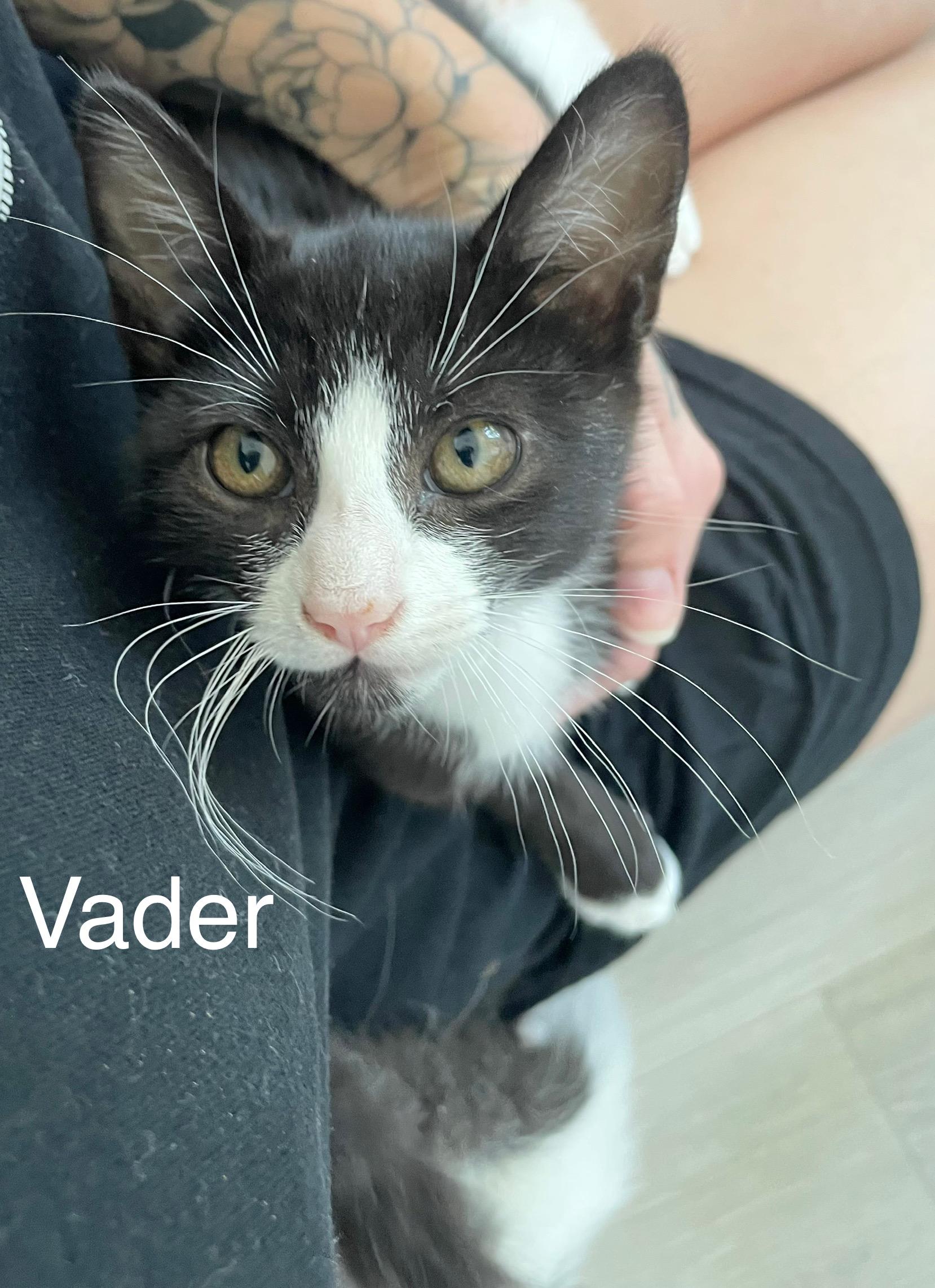 Vader, Adoptable, Young Male Tuxedo.