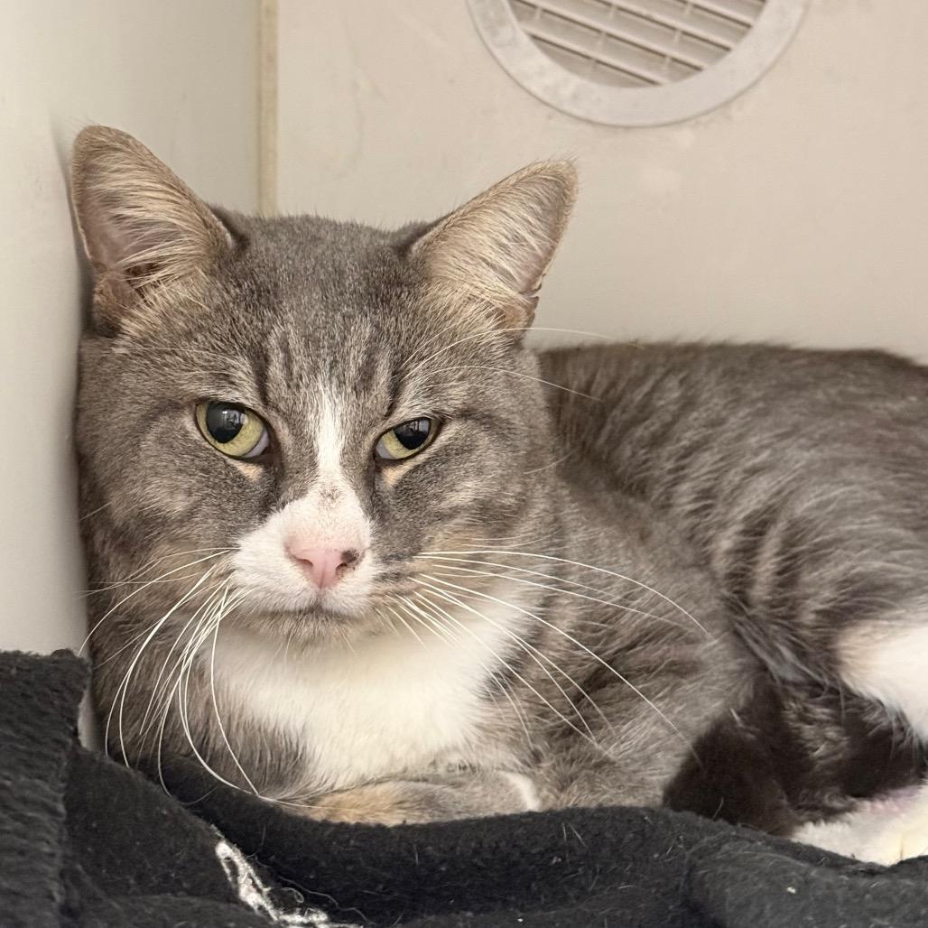 Enlarge Rogue, a Adoptable Domestic Short Hair in Pine Bluff, AR image 1/1