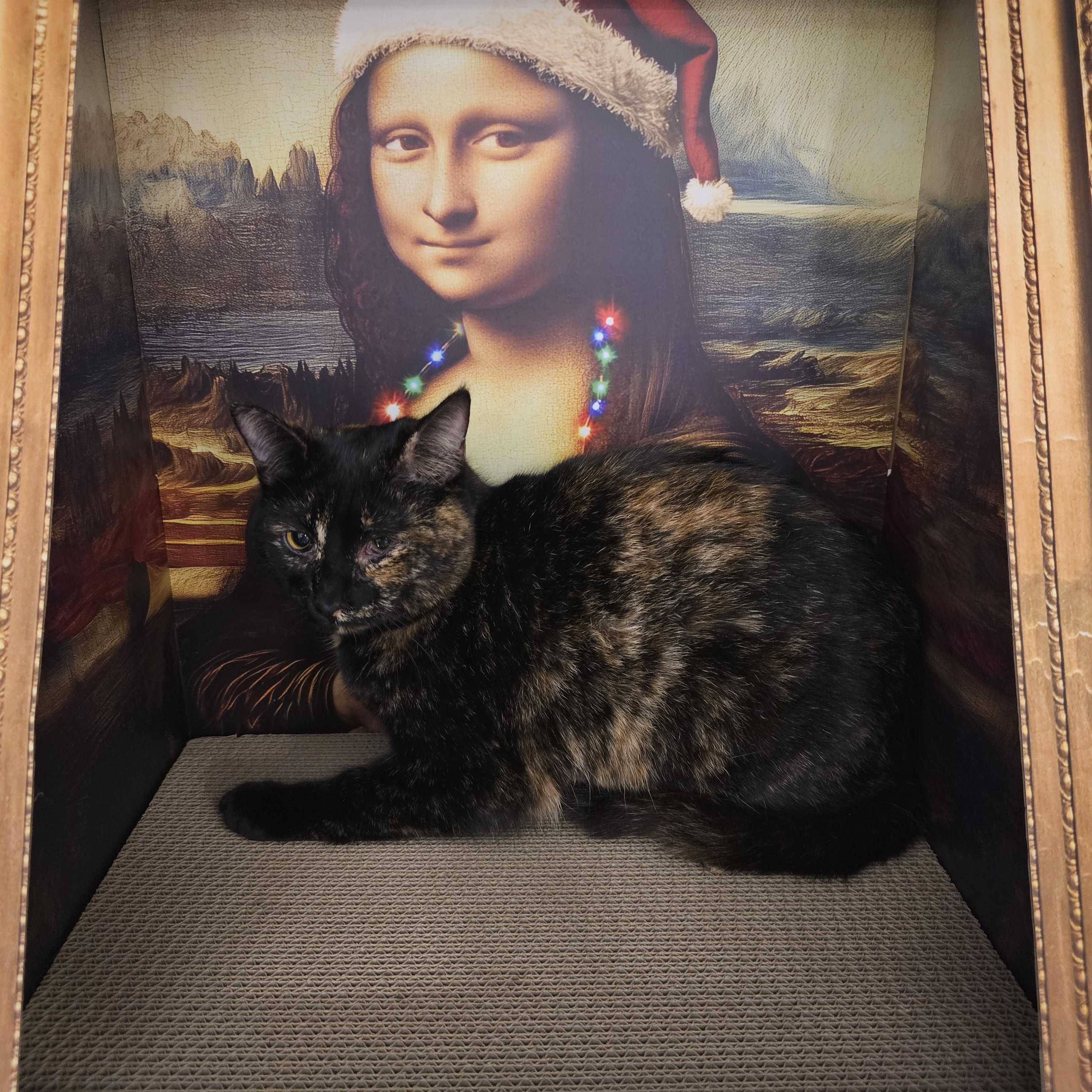 Enlarge Daiquiri , a ADOPTABLE Tortoiseshell in Richmond, VA image 2/4