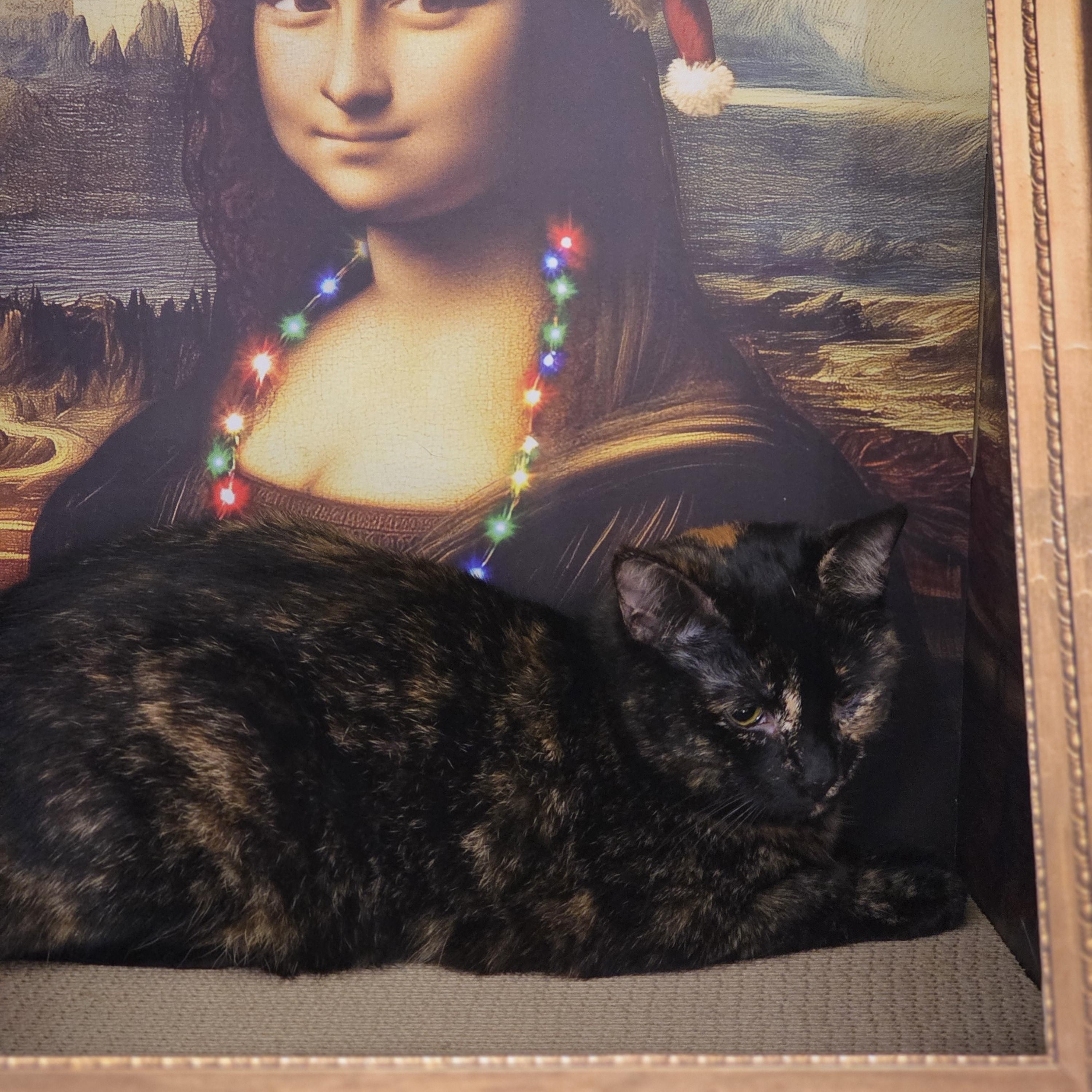 Enlarge Daiquiri , a ADOPTABLE Tortoiseshell in Richmond, VA image 4/4