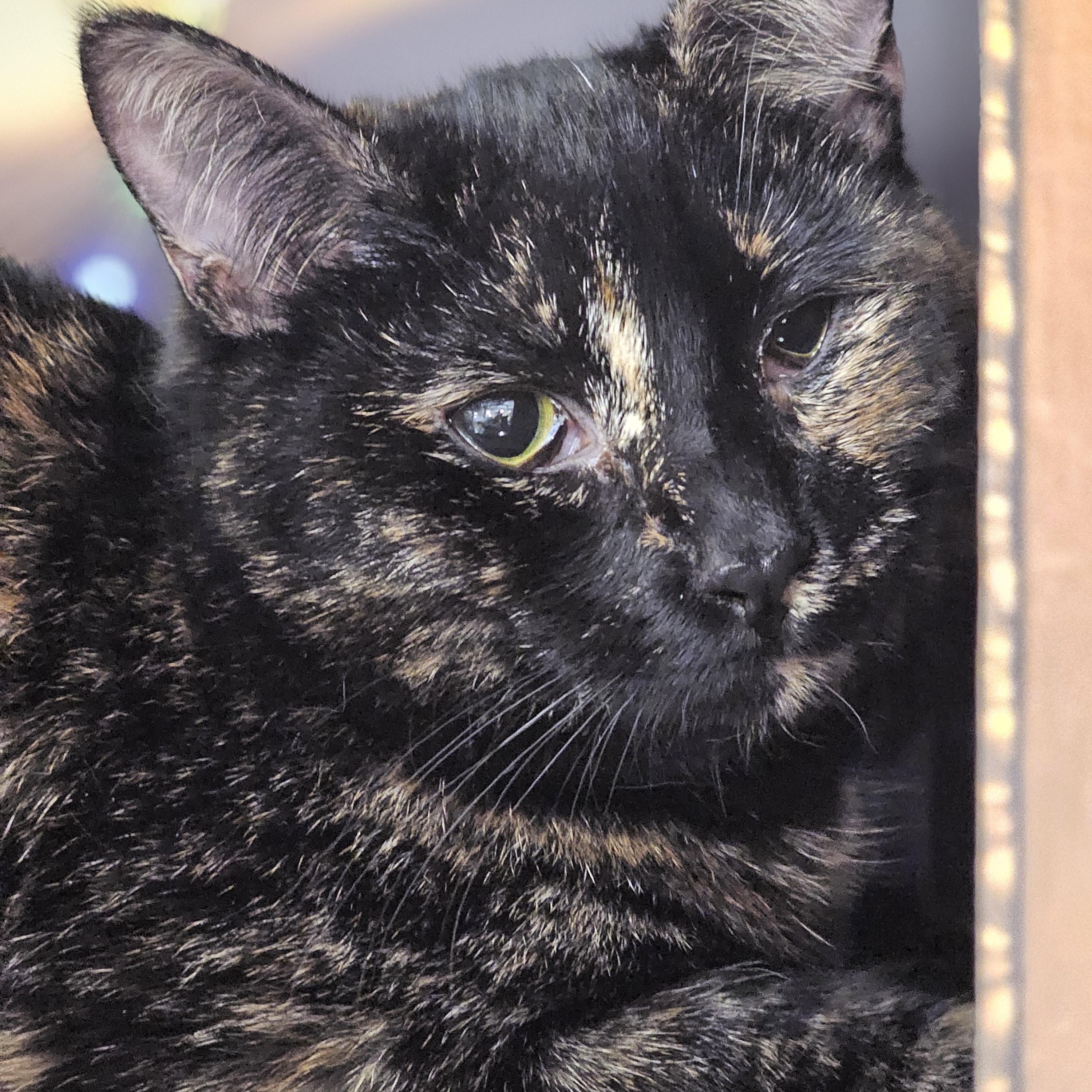 Enlarge Daiquiri , a ADOPTABLE Tortoiseshell in Richmond, VA image 3/4
