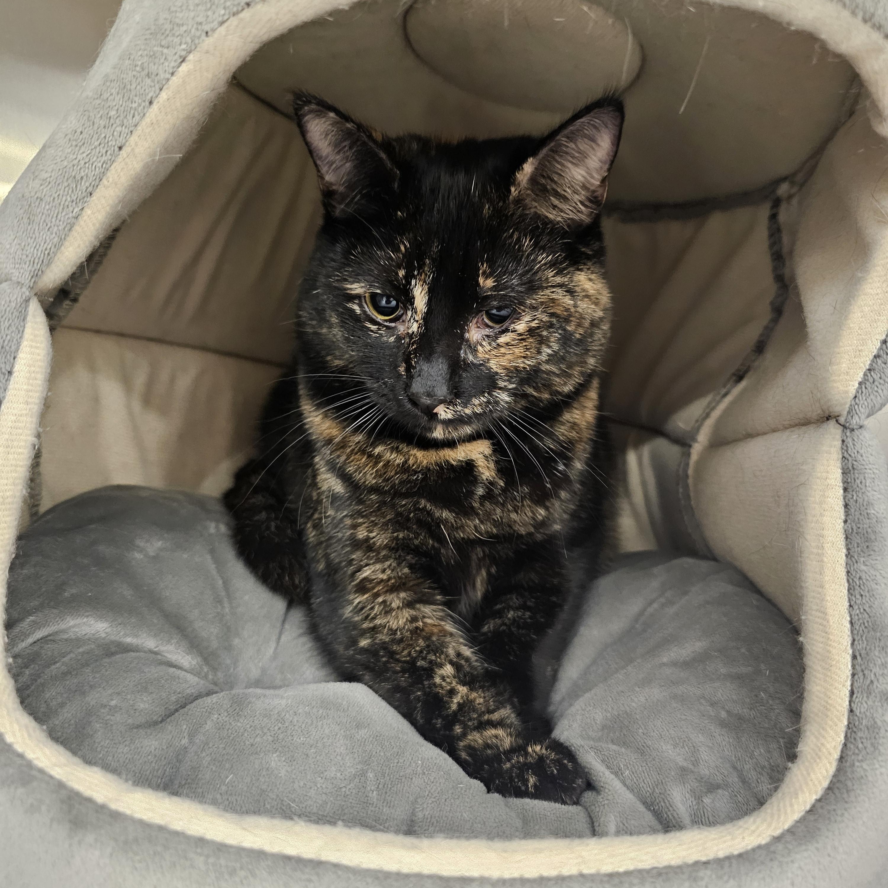 Daiquiri , ADOPTABLE, Young Female Tortoiseshell.